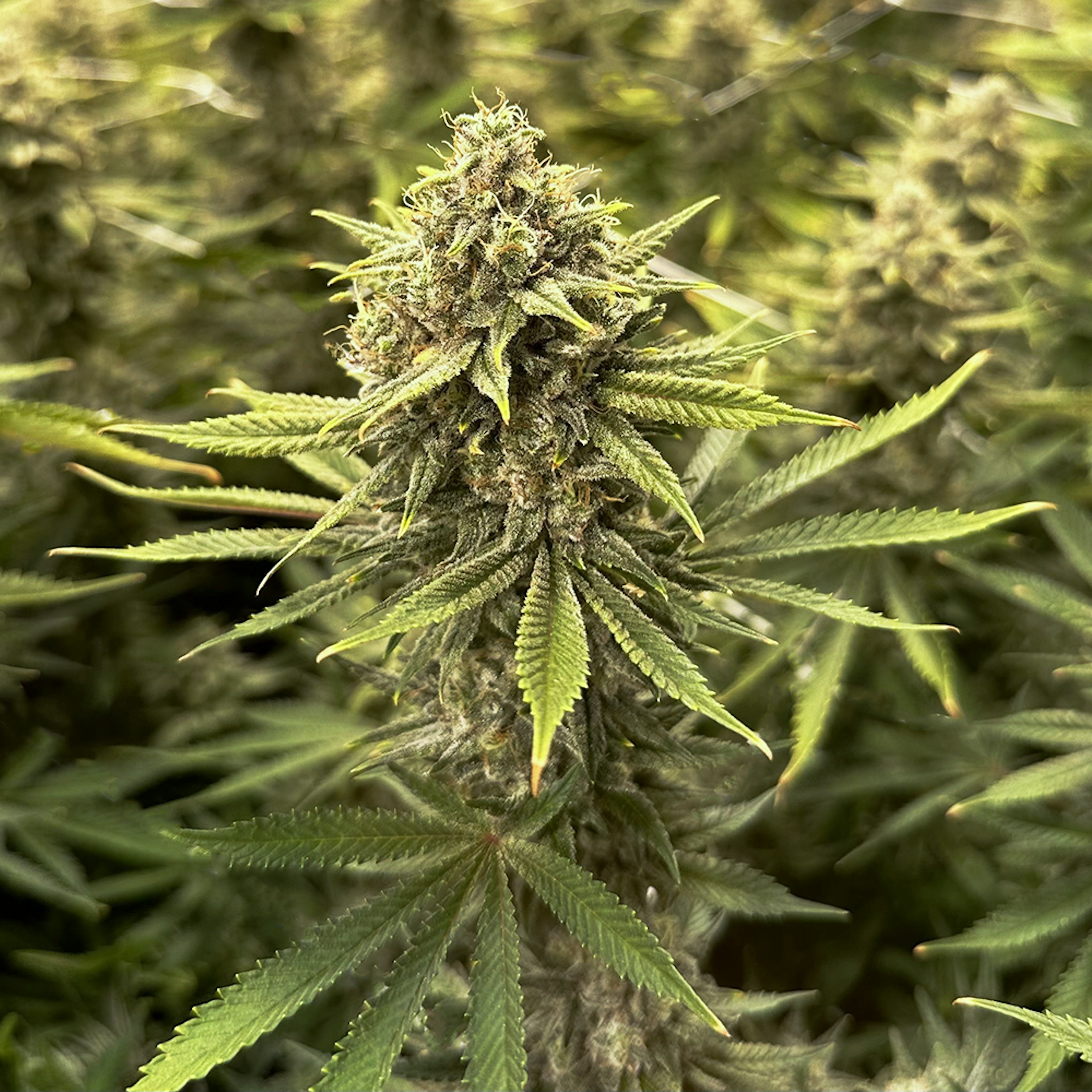 Image of GAZZURPLE | 3.5G