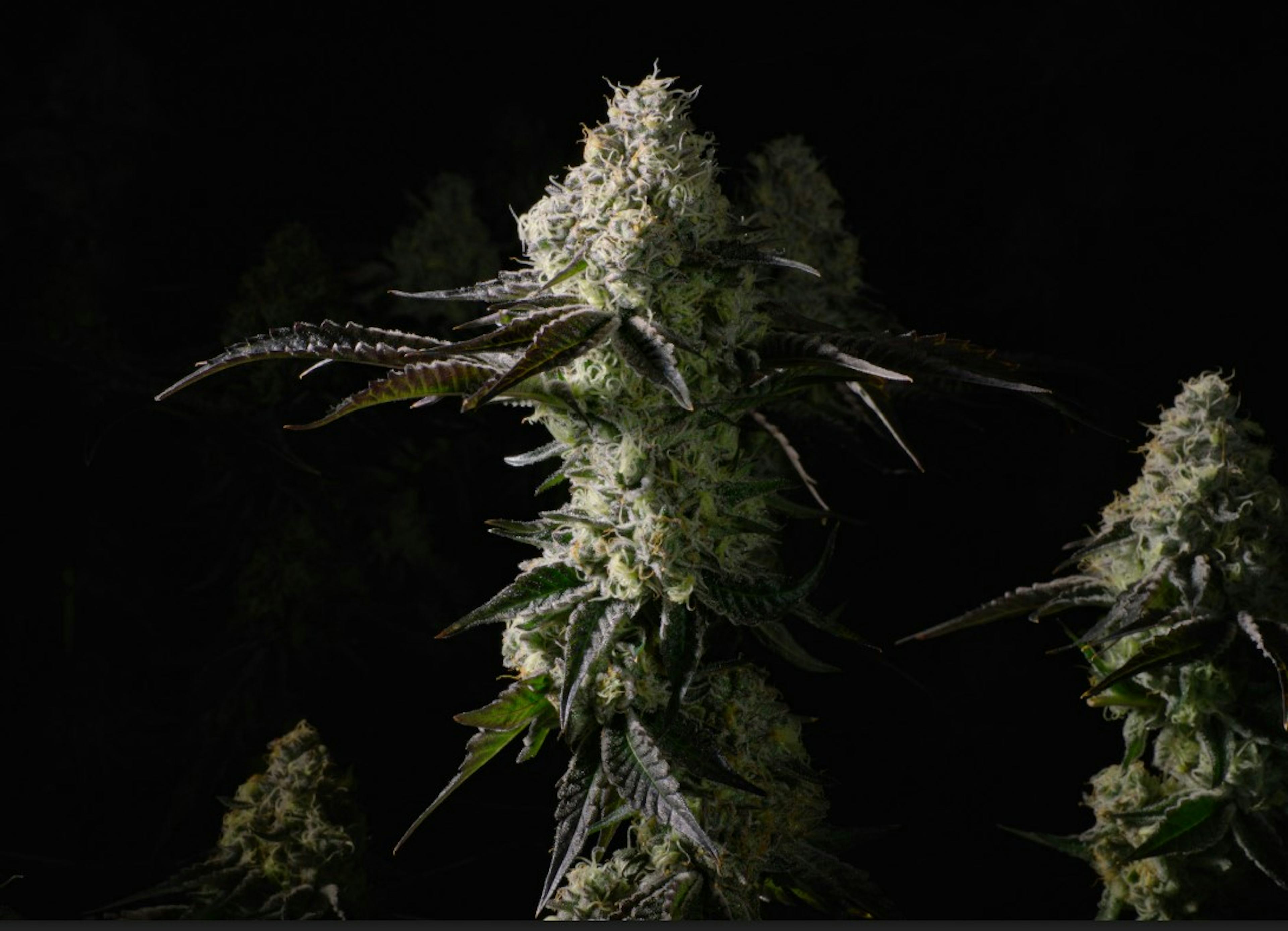 Image of AFTERNOON DELIGHT #4 | 7G |POPCORN