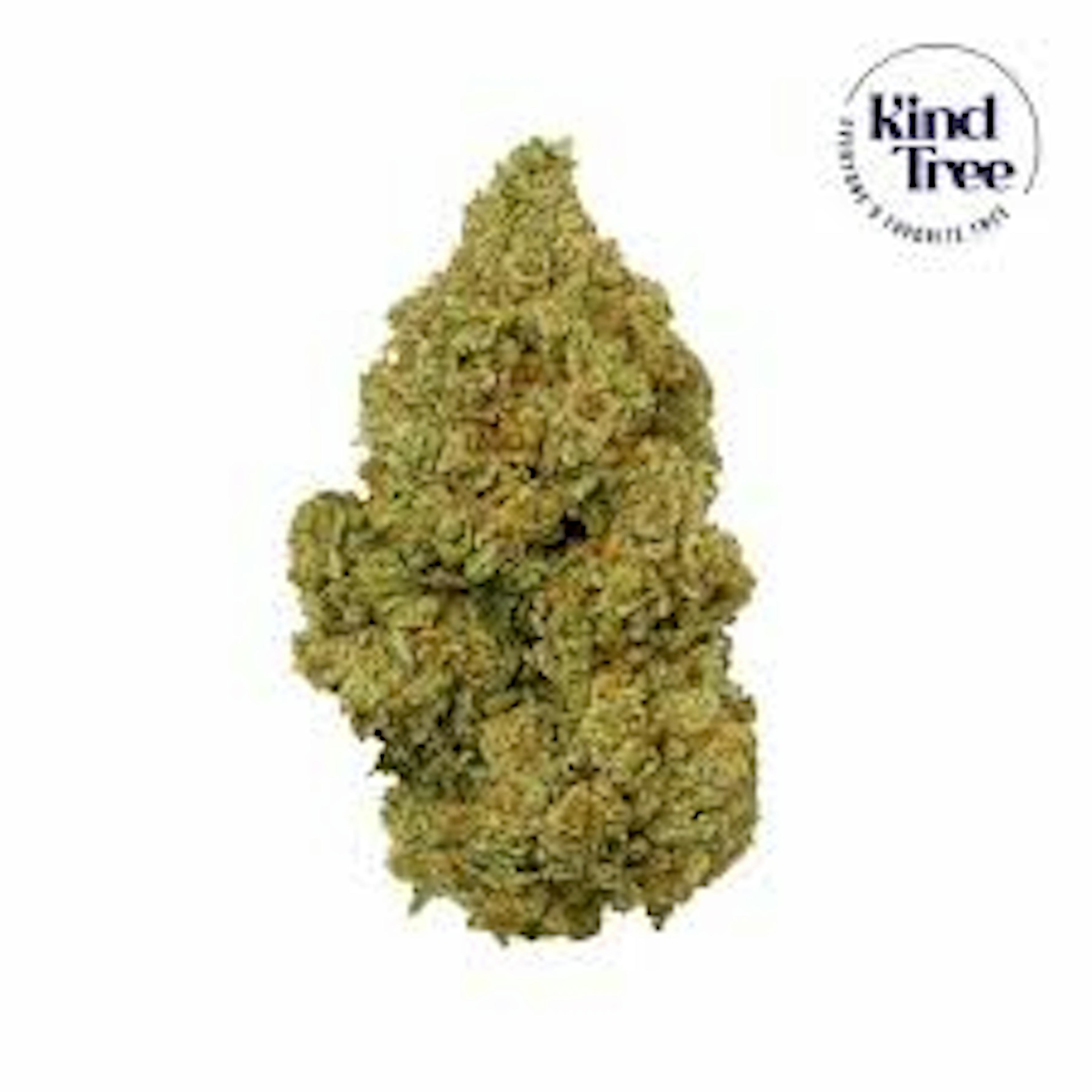 Image of BANANA TREE | 3.5G