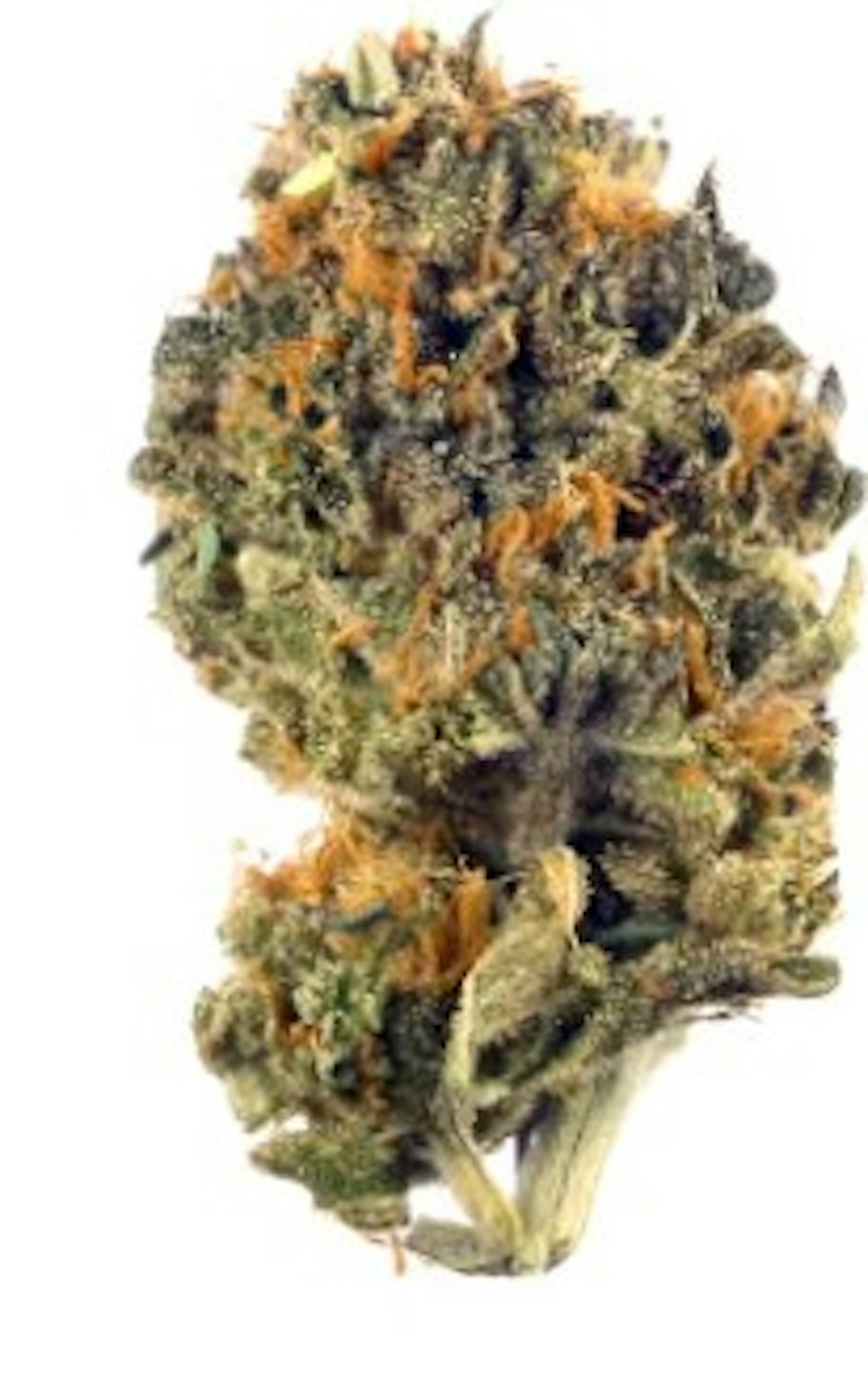 Image of GARANIMALS | 28G GROUND