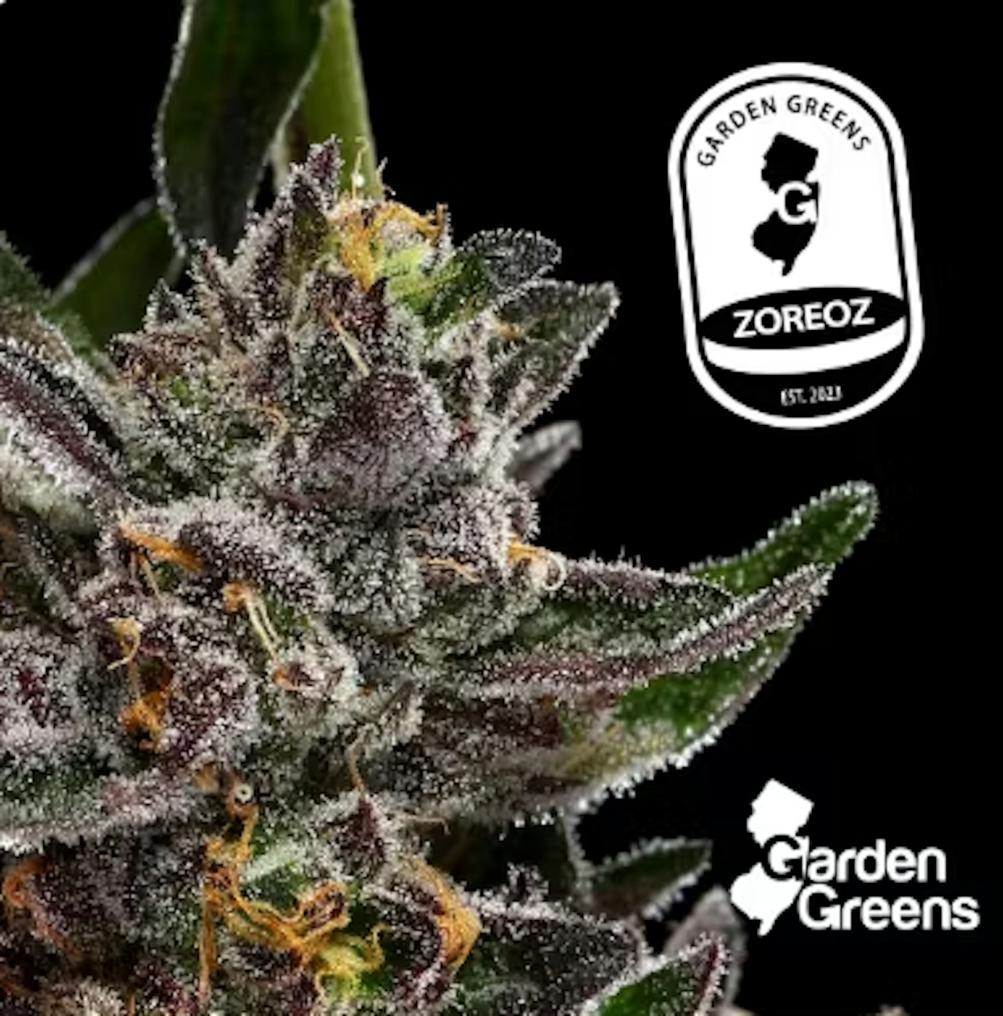 Image of ZOREOZ | 3.5G