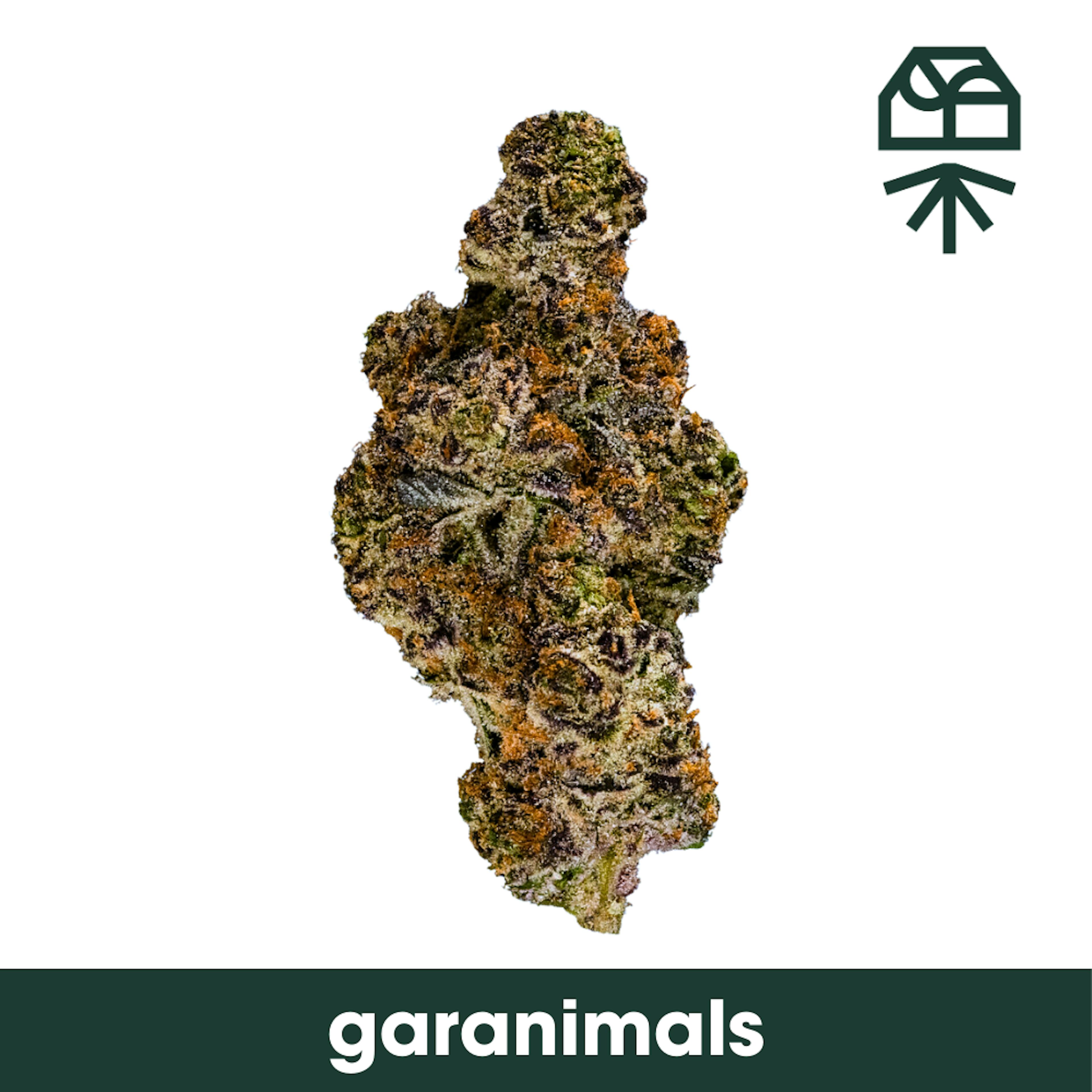 Image of GARANIMALS | 7G POPCORN