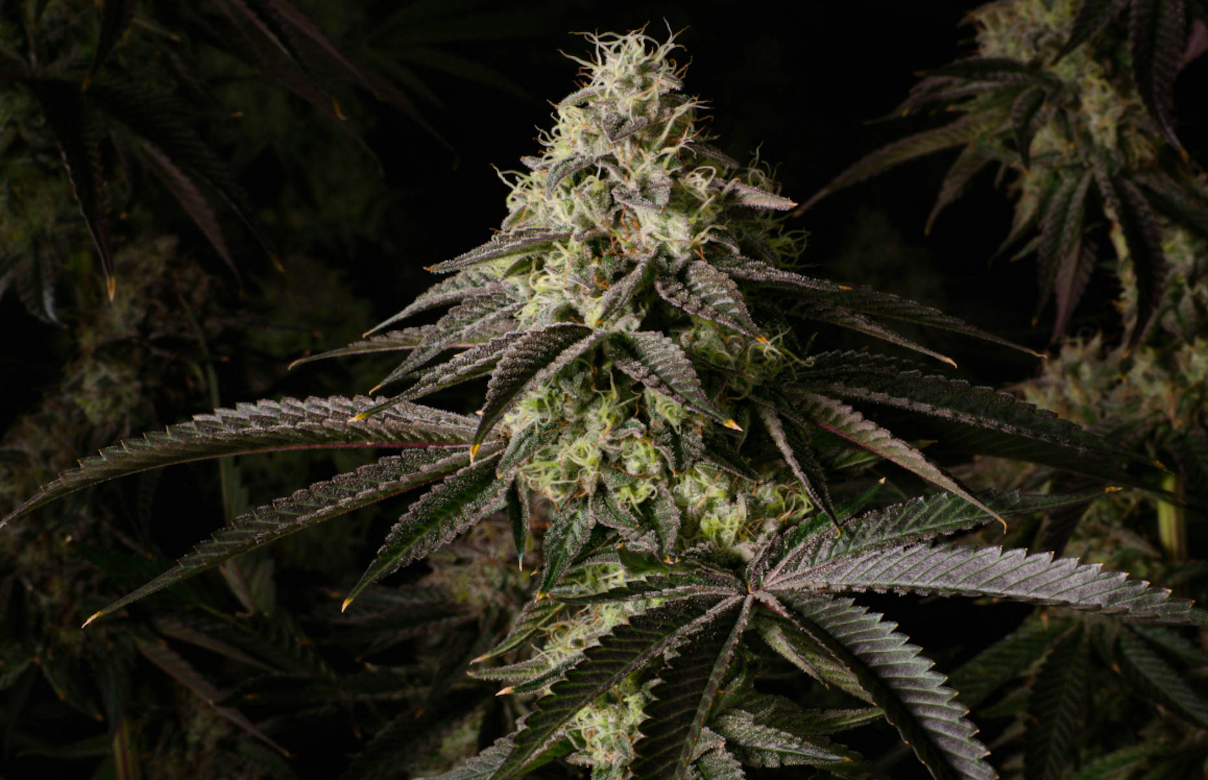 Image of JACKS DELIGHT | 3.5