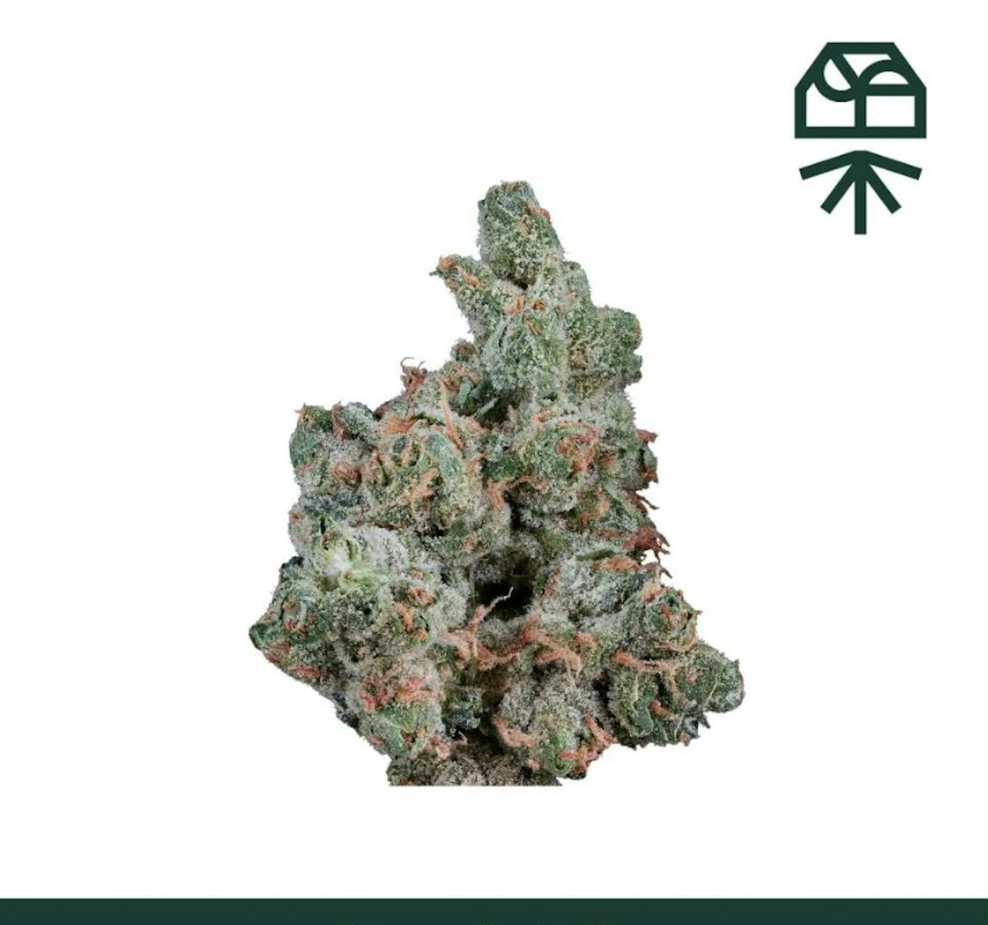 Image of RX MINTS | 7G