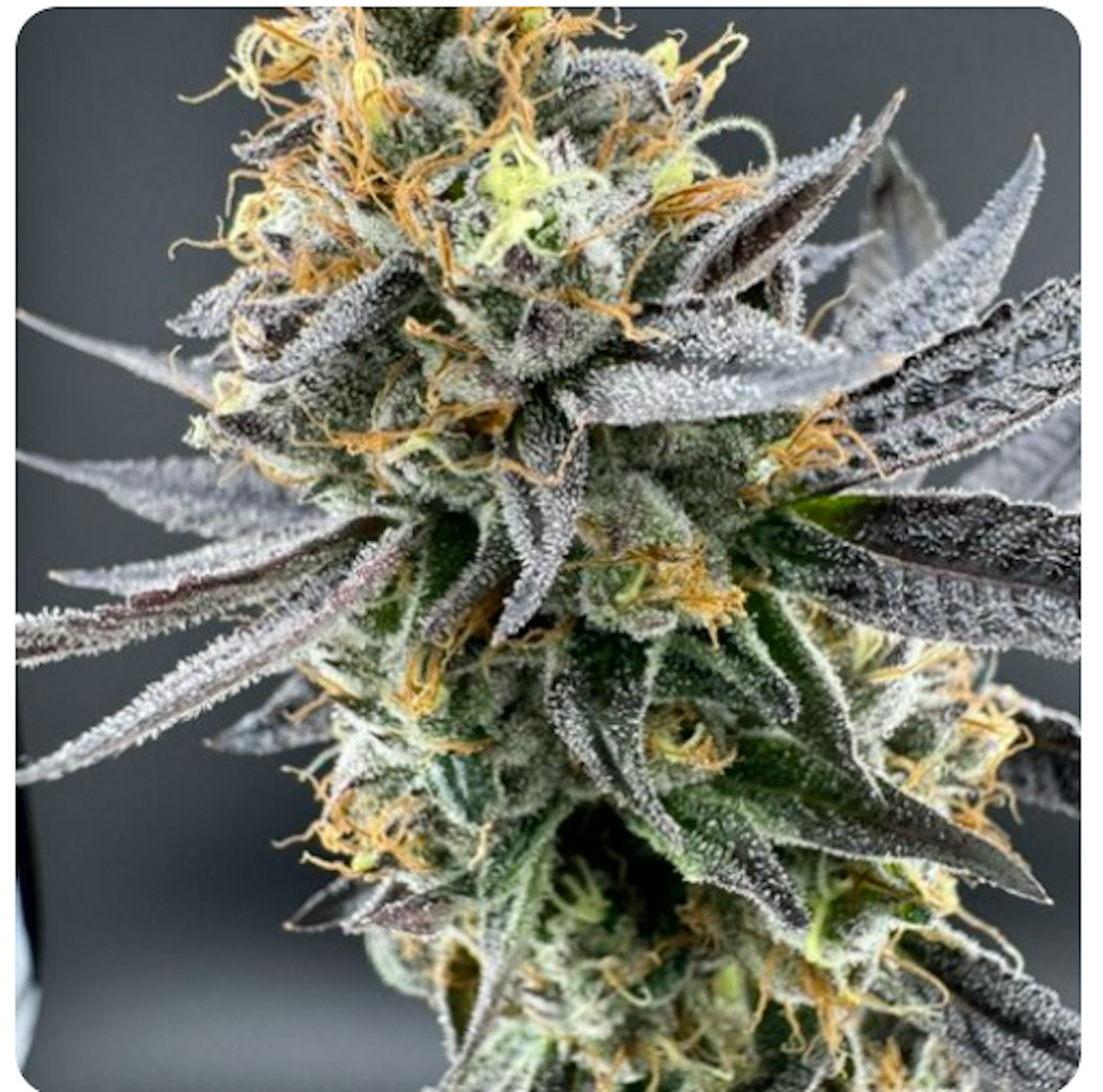 Image of GRAPE CANDY ZKITTLEZ | 7G