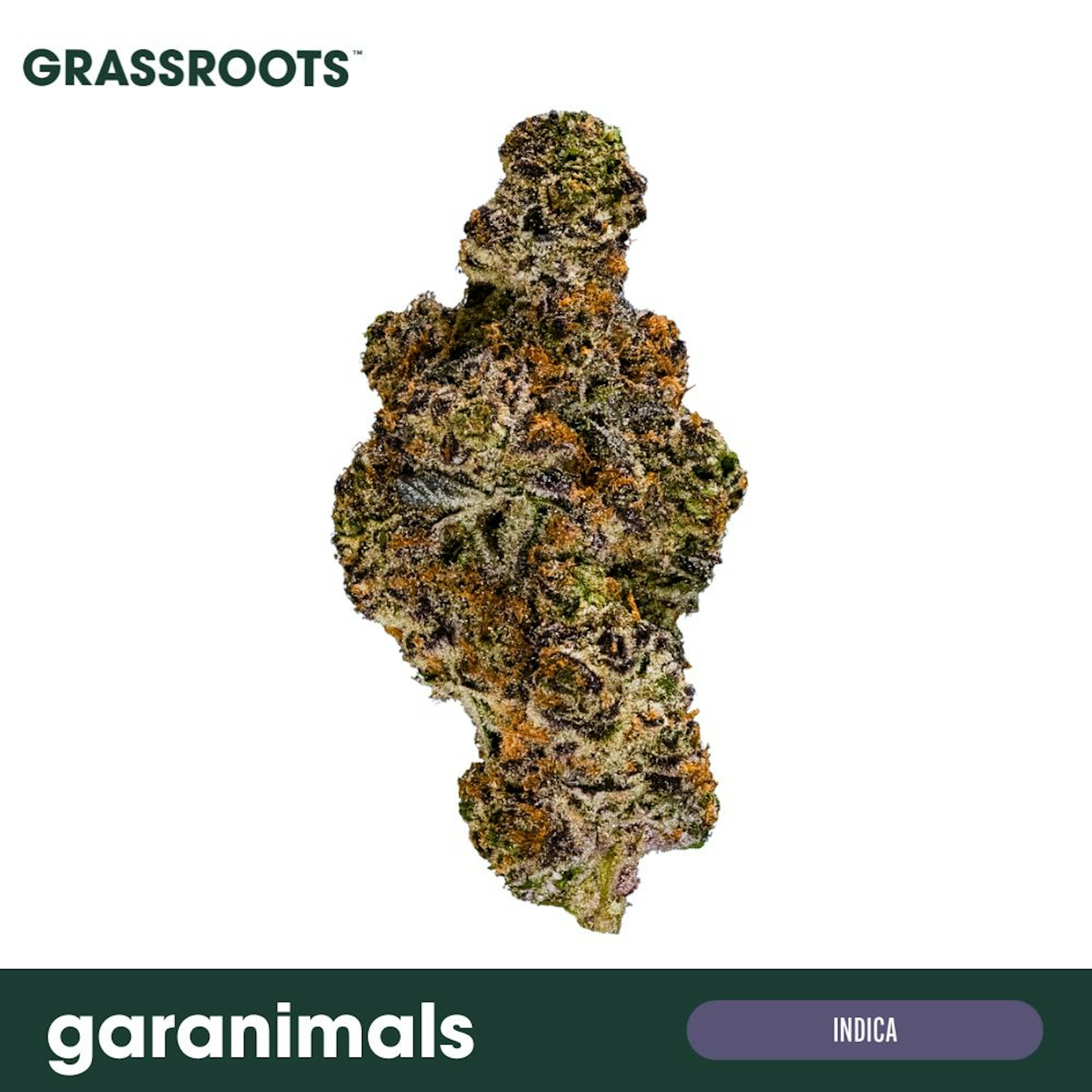 Image of GARANIMALS | 3.5G