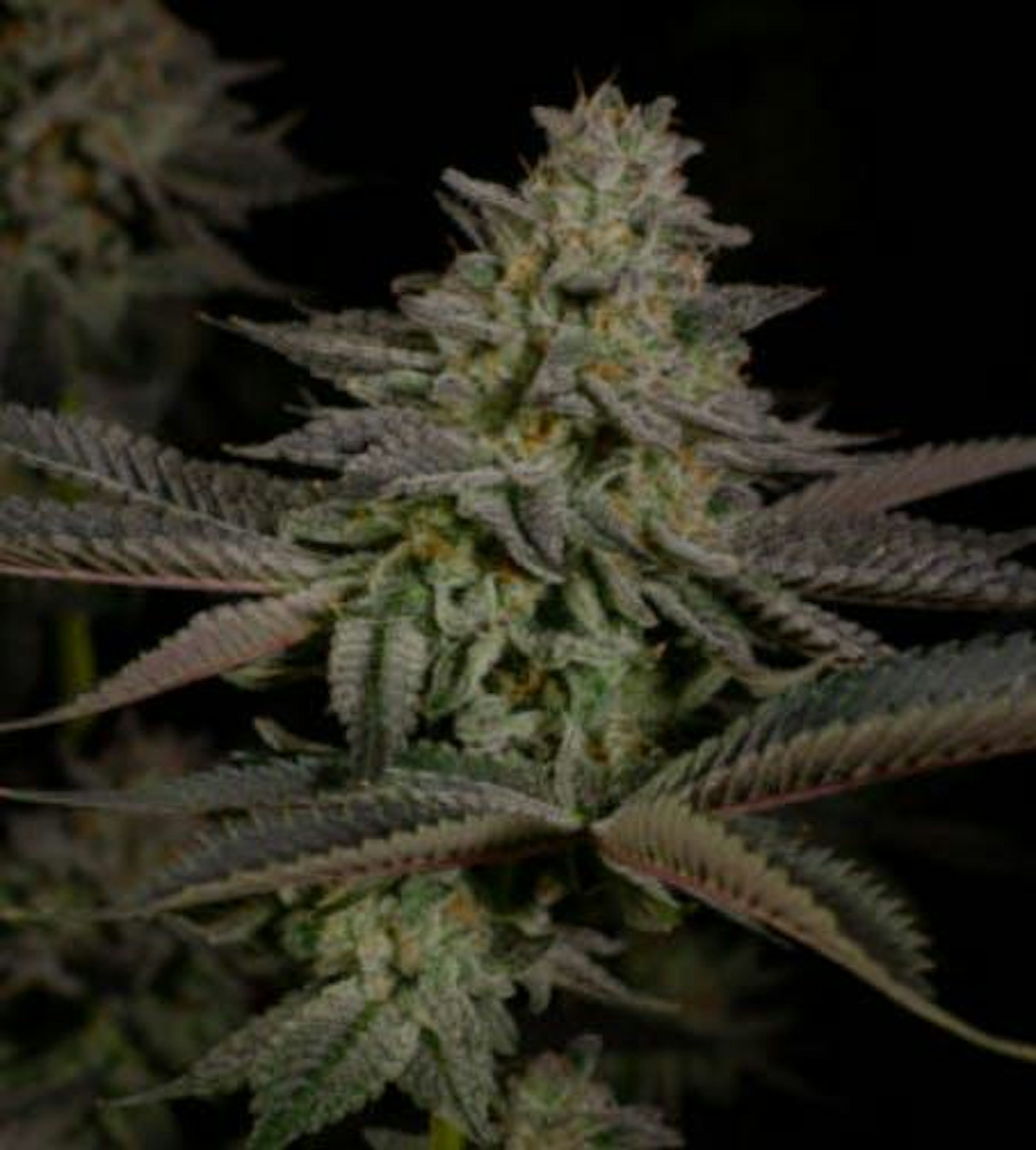 Image of VELCROZ | POPCORN | 7G