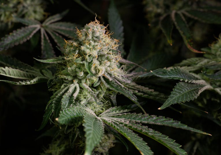 CEREAL MILK |  | POPCORN