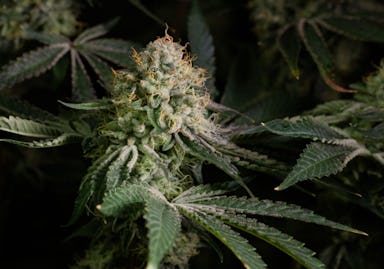 CEREAL MILK | 7G | POPCORN