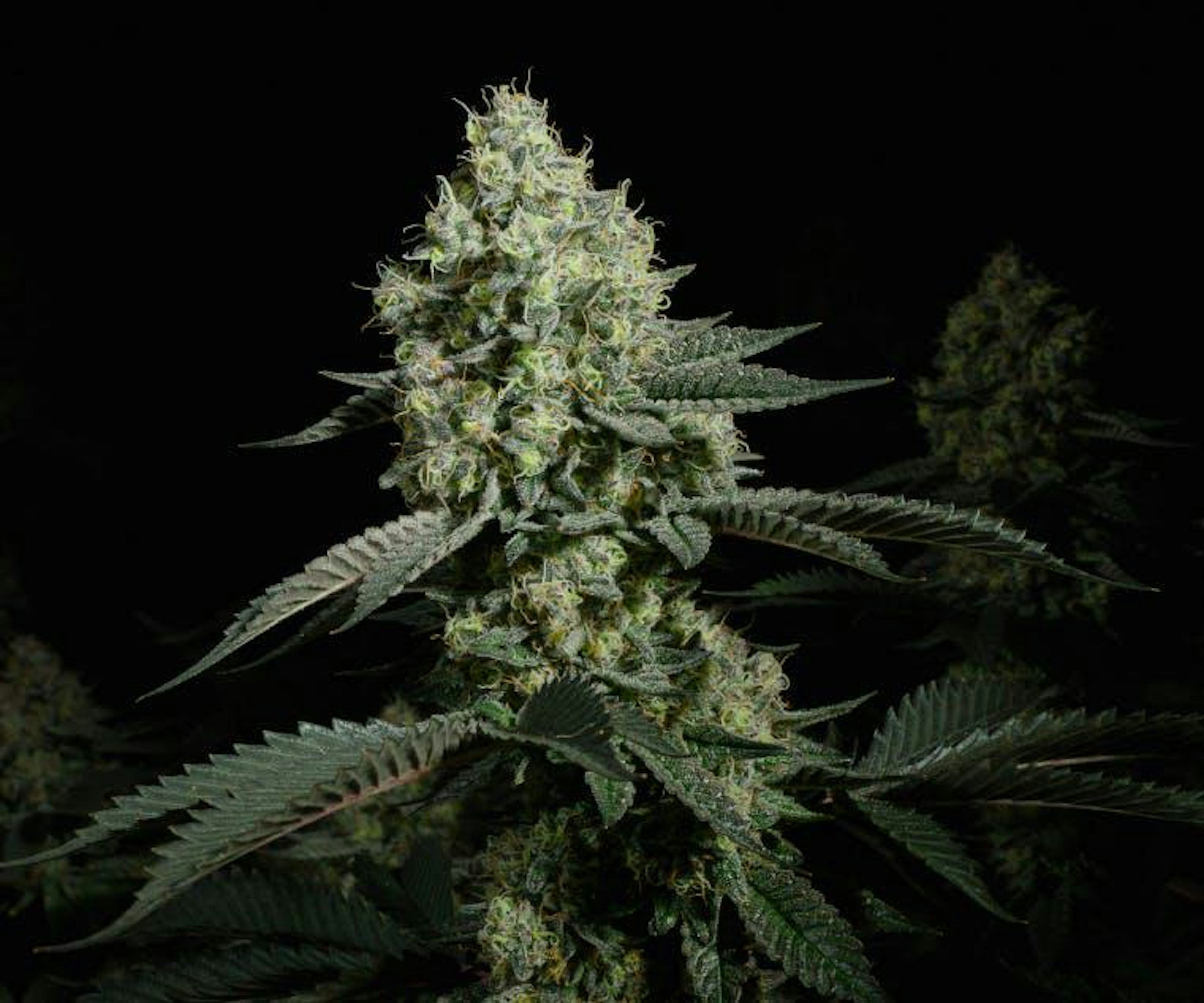 Image of VELCROZ | 3.5 G