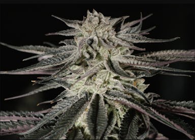 BLACK MAPLE #22 | 3.5G.