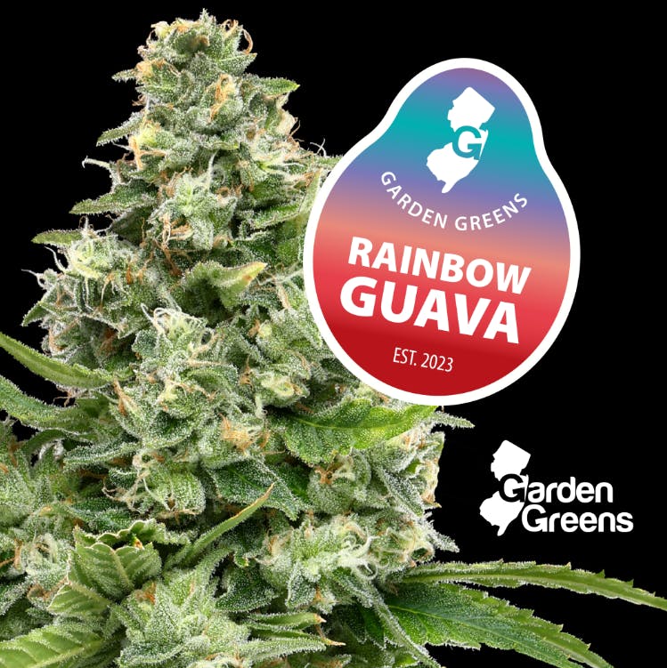 RAINBOW GUAVA | BIG BUDS |