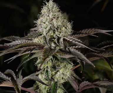 JET FUEL OG | 3.5G | FLOWER