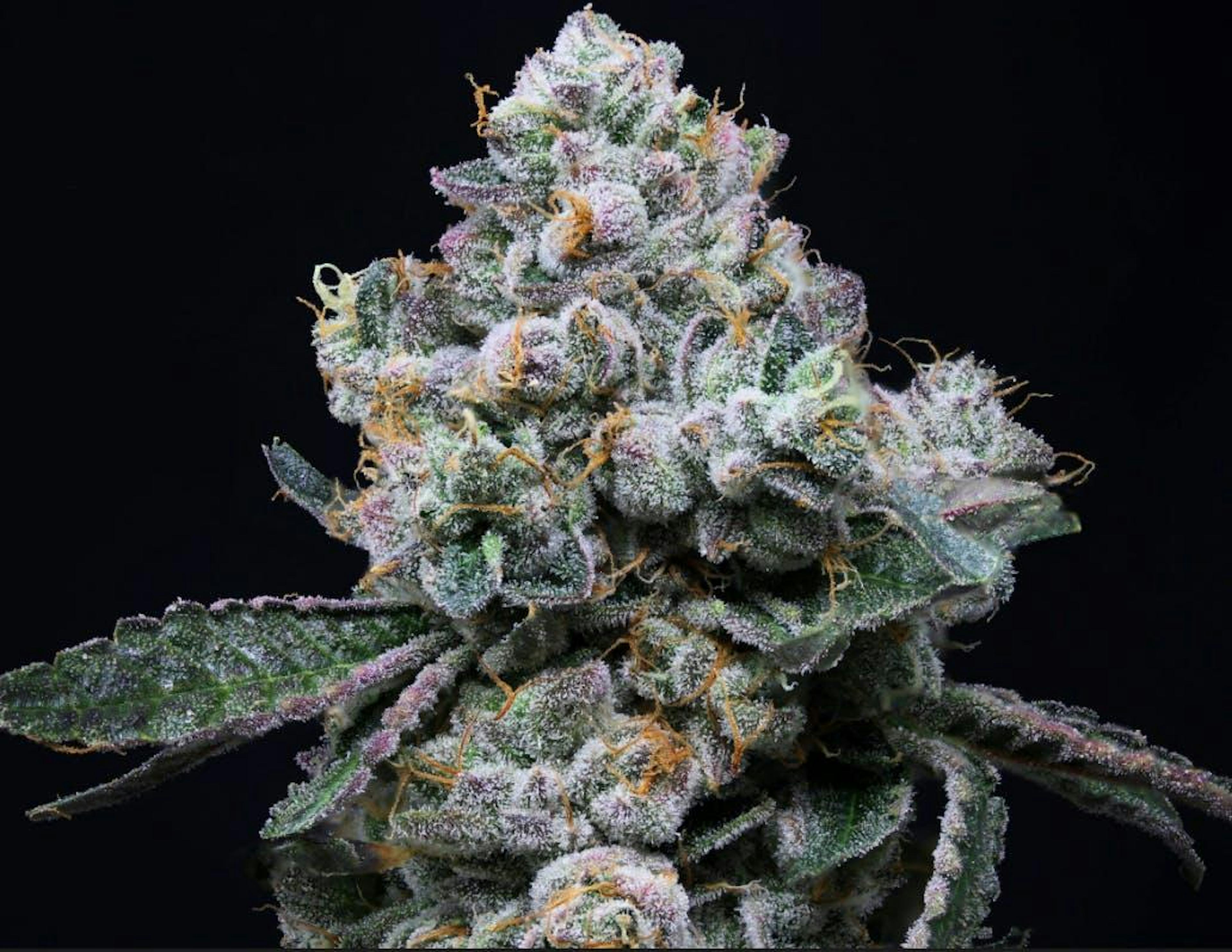 Image of WHITE DURBAN | 7G | POPCORN