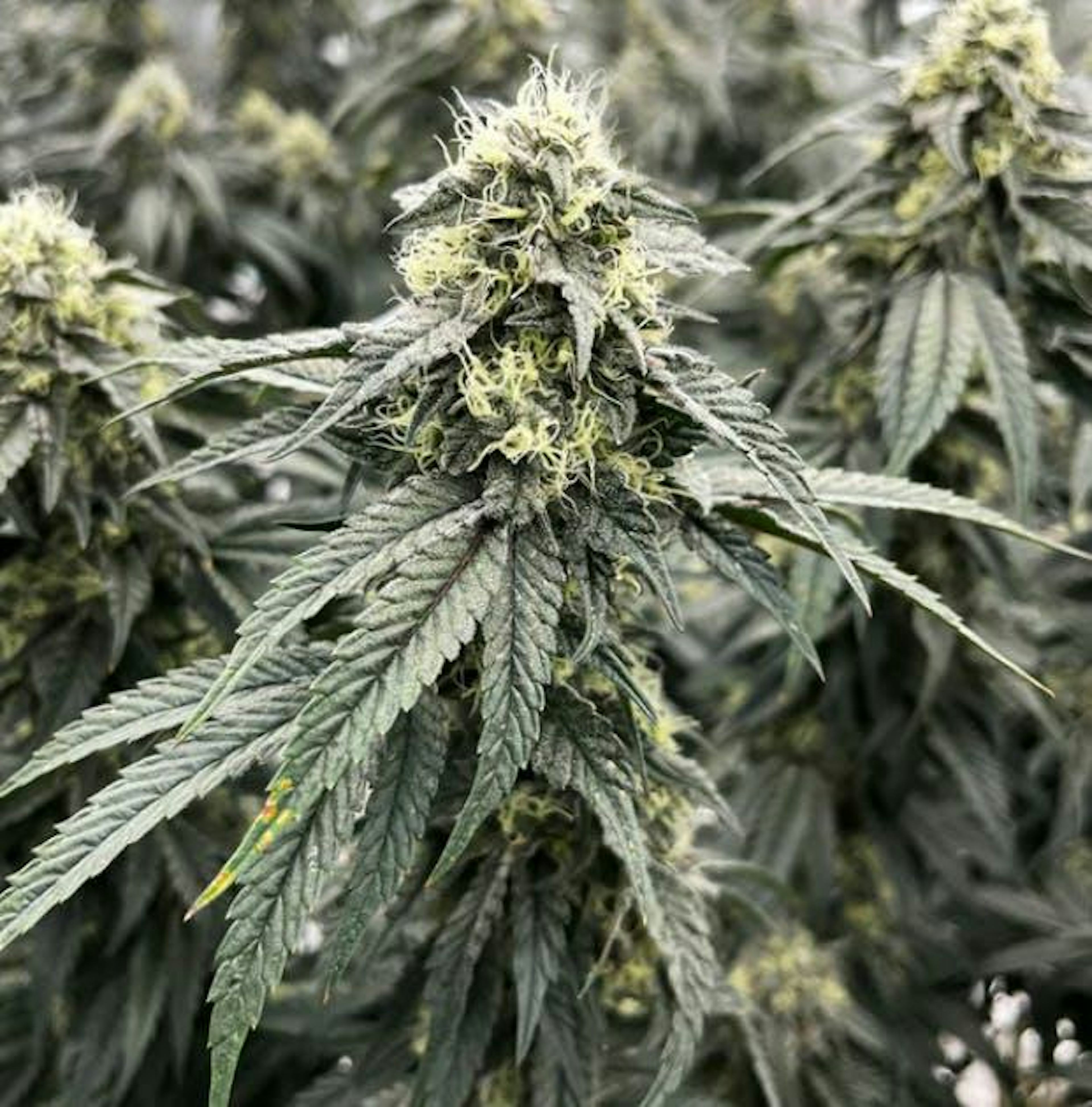 Image of GRANNY CANDY | 7G | POPCORN