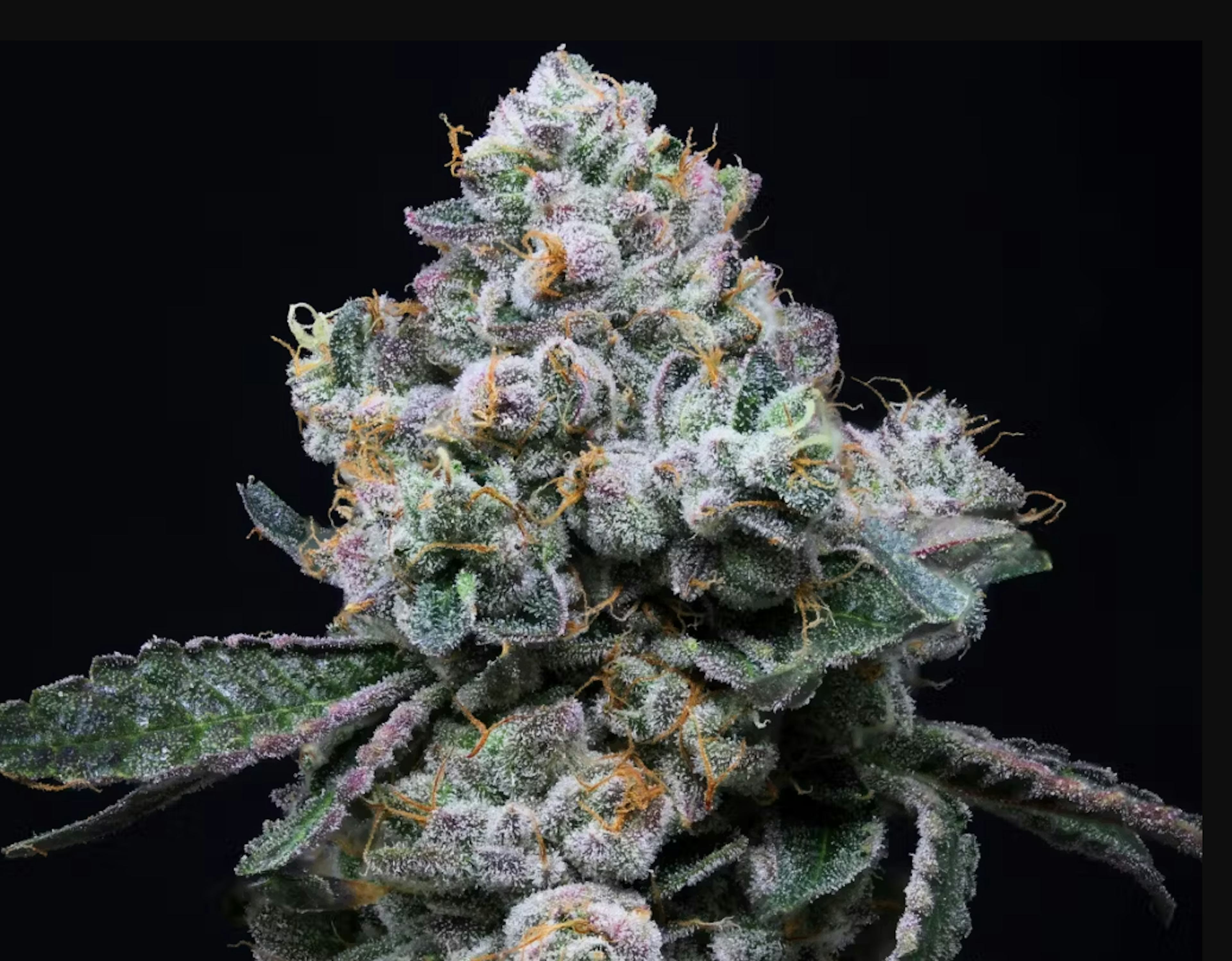 Image of BODEGA BELTS | SMALLS | 7G