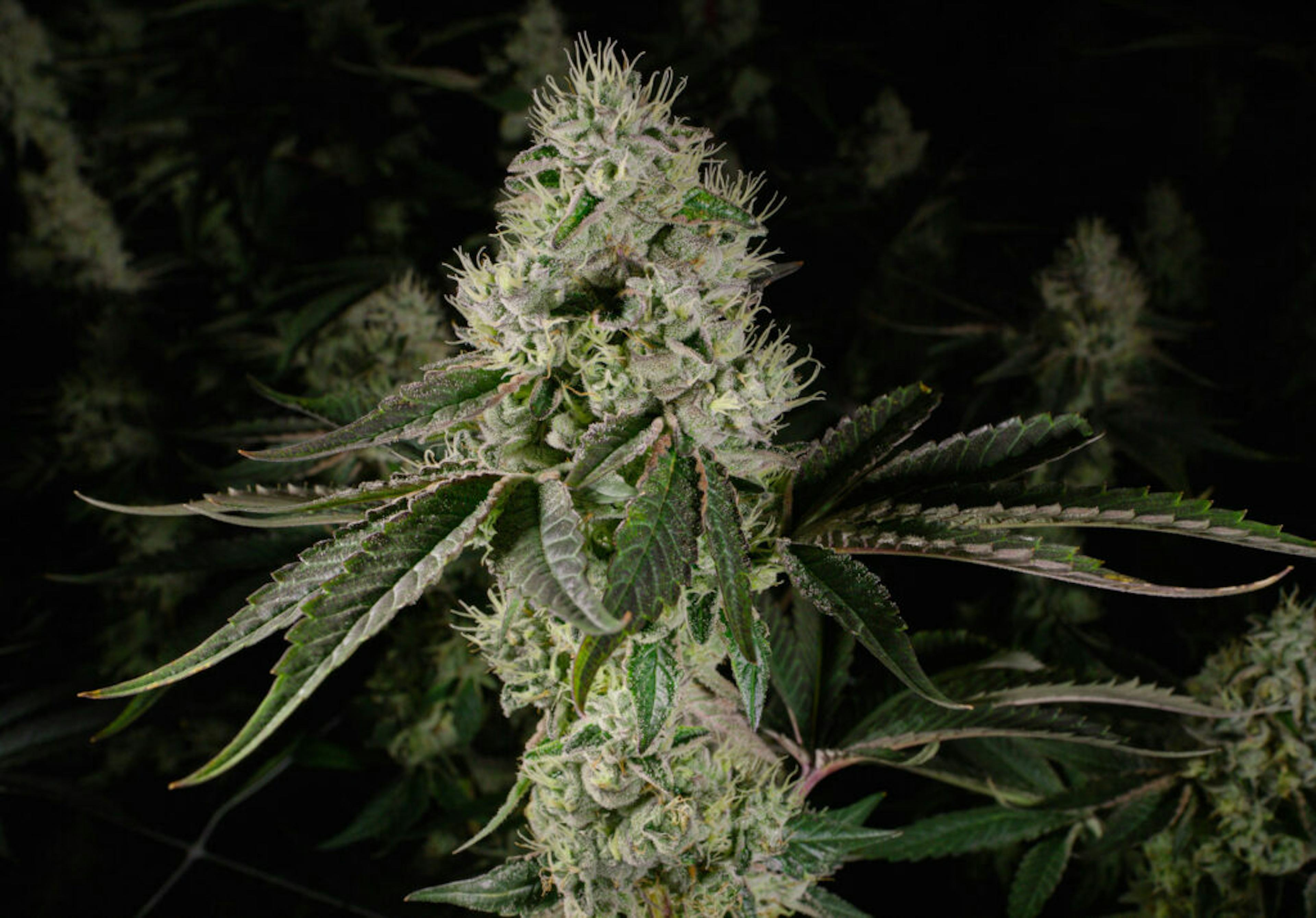 Image of BROWNIE SCOUT | 3.5G