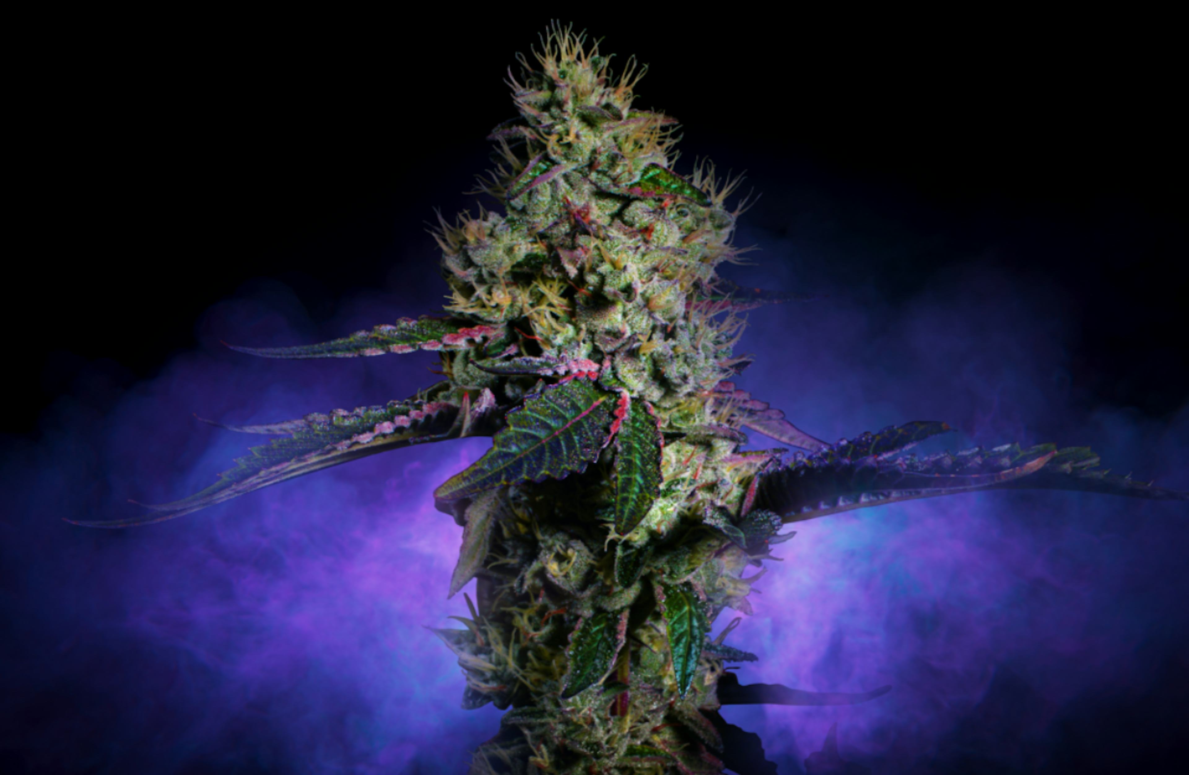 Image of BROWNIE SCOUT | 7G |