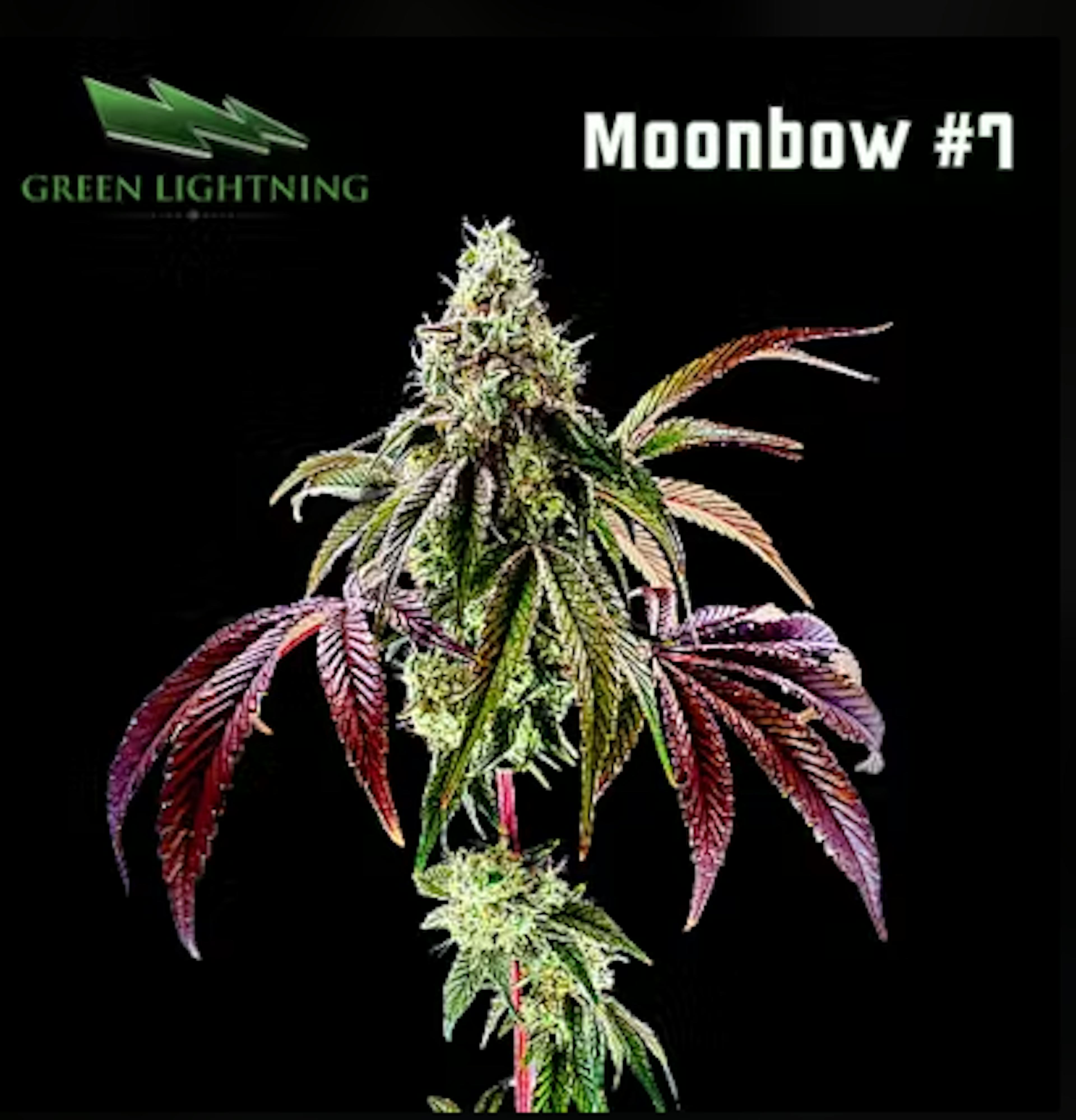 Image of MOONBOW #7 | 28G | MIXED BUDS
