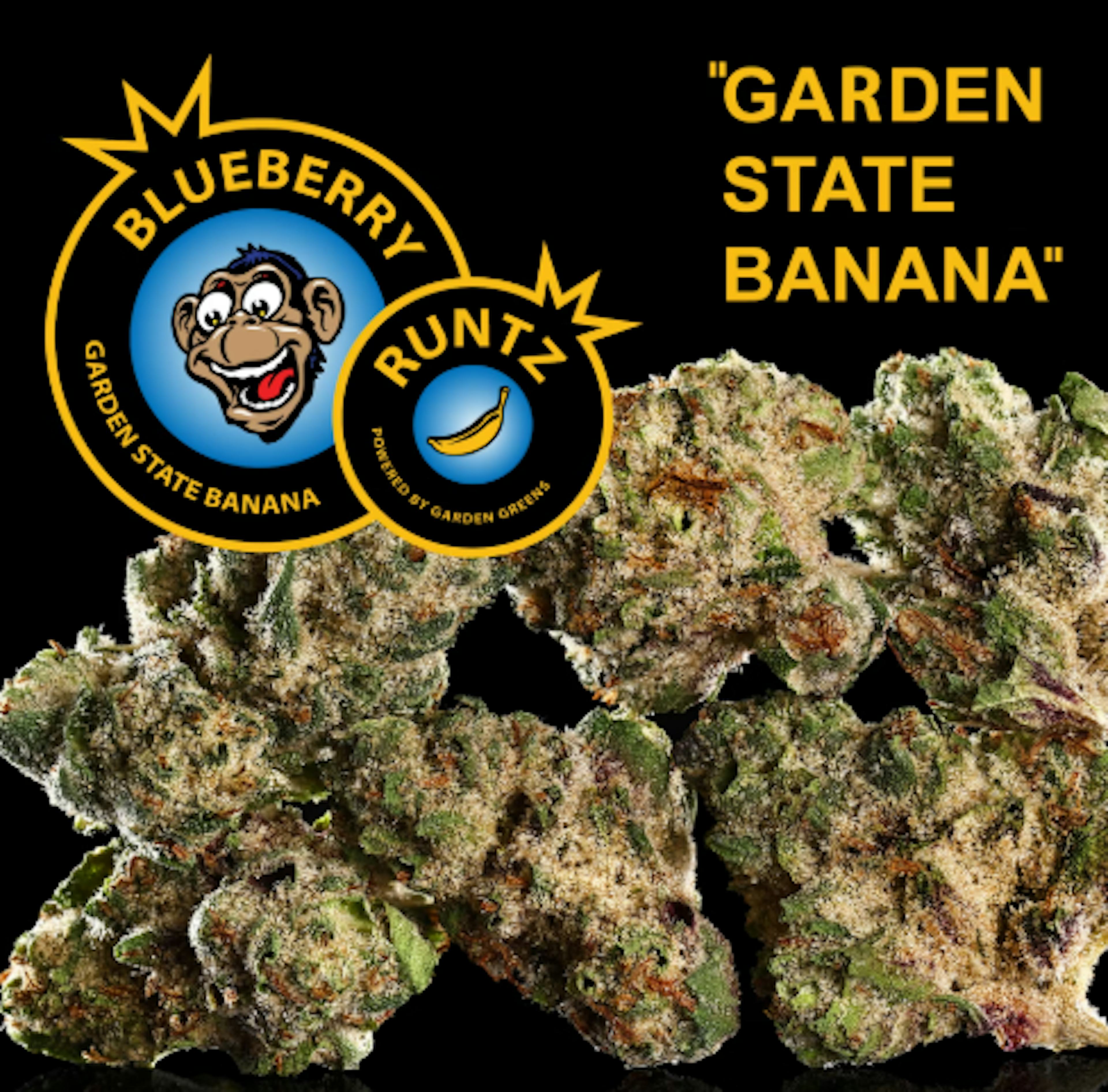 Image of BLUEBERRY RUNTZ | GARDEN STATE BANANA | 3.5G