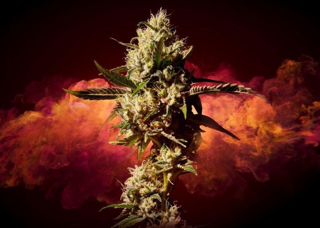 CHERRY MAUI WOWIE | 3.