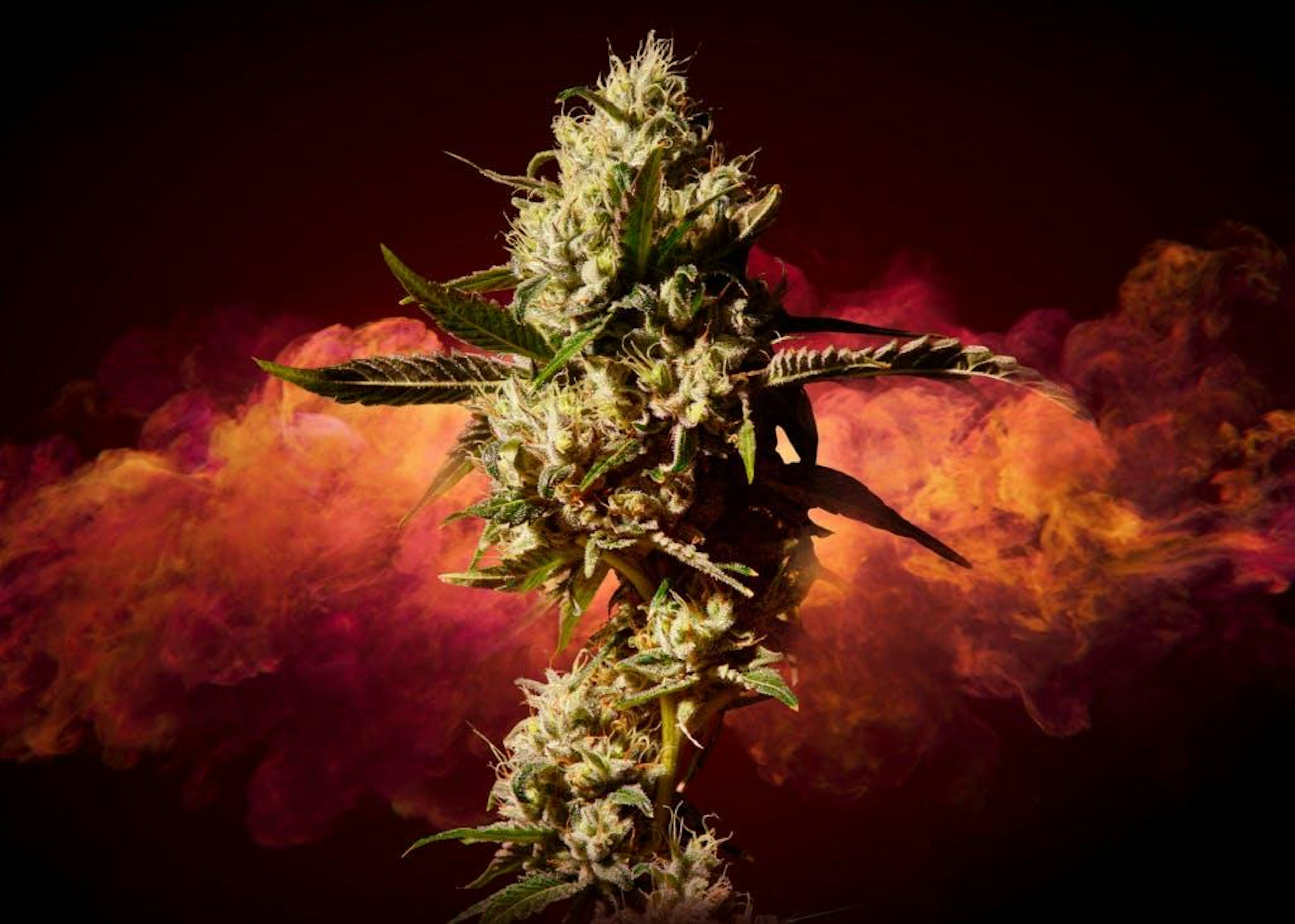 Image of L'ORANGE | 7G | POPCORN