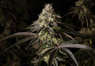 HEADCRACKER | POPCORN | 7G