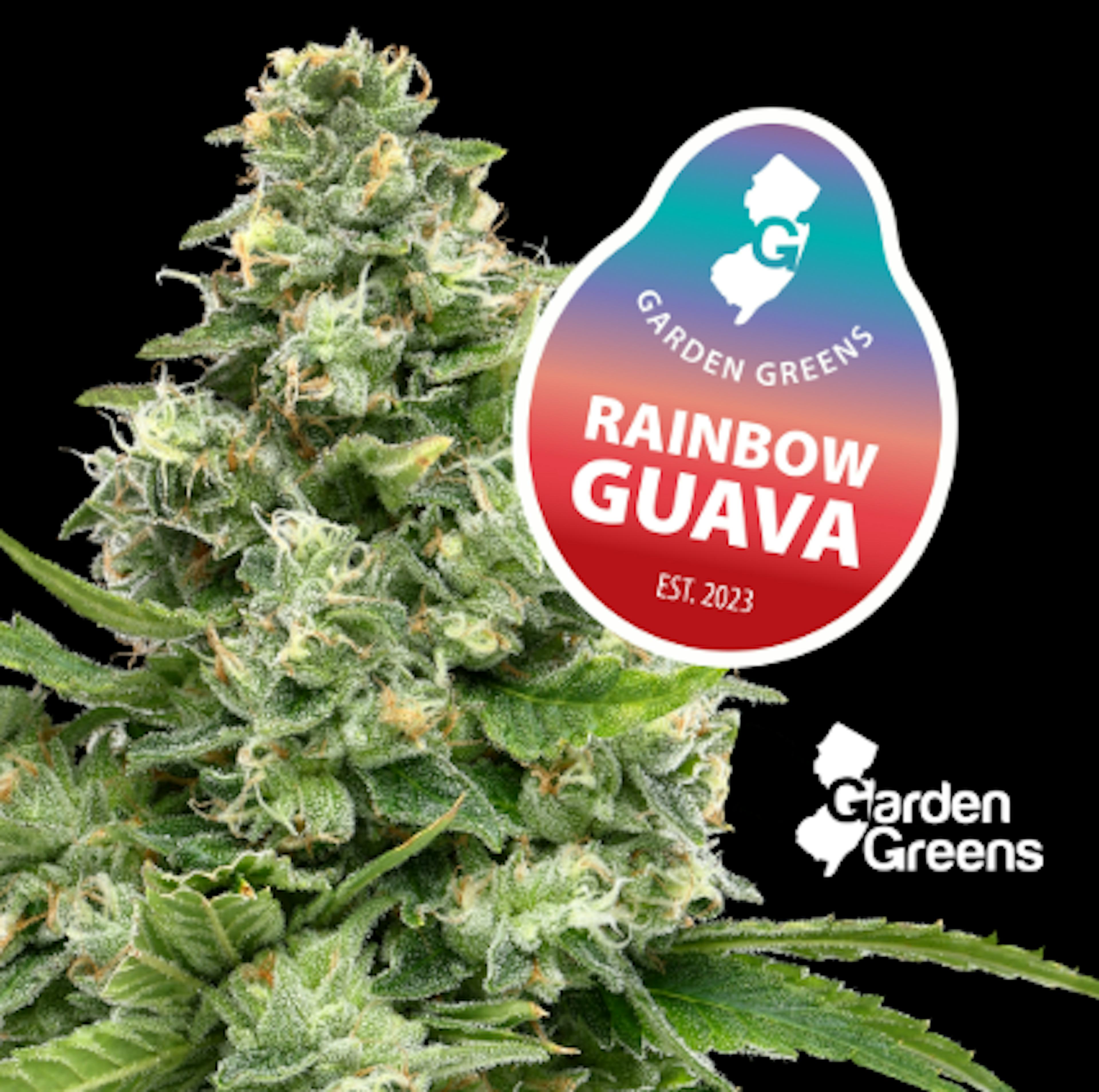 Image of RAINBOW GUAVA | 14G | MIXED BUDS
