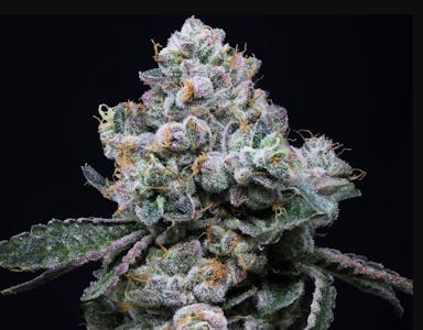 ROSE GOLD RUNTZ | 7G | POPCORN