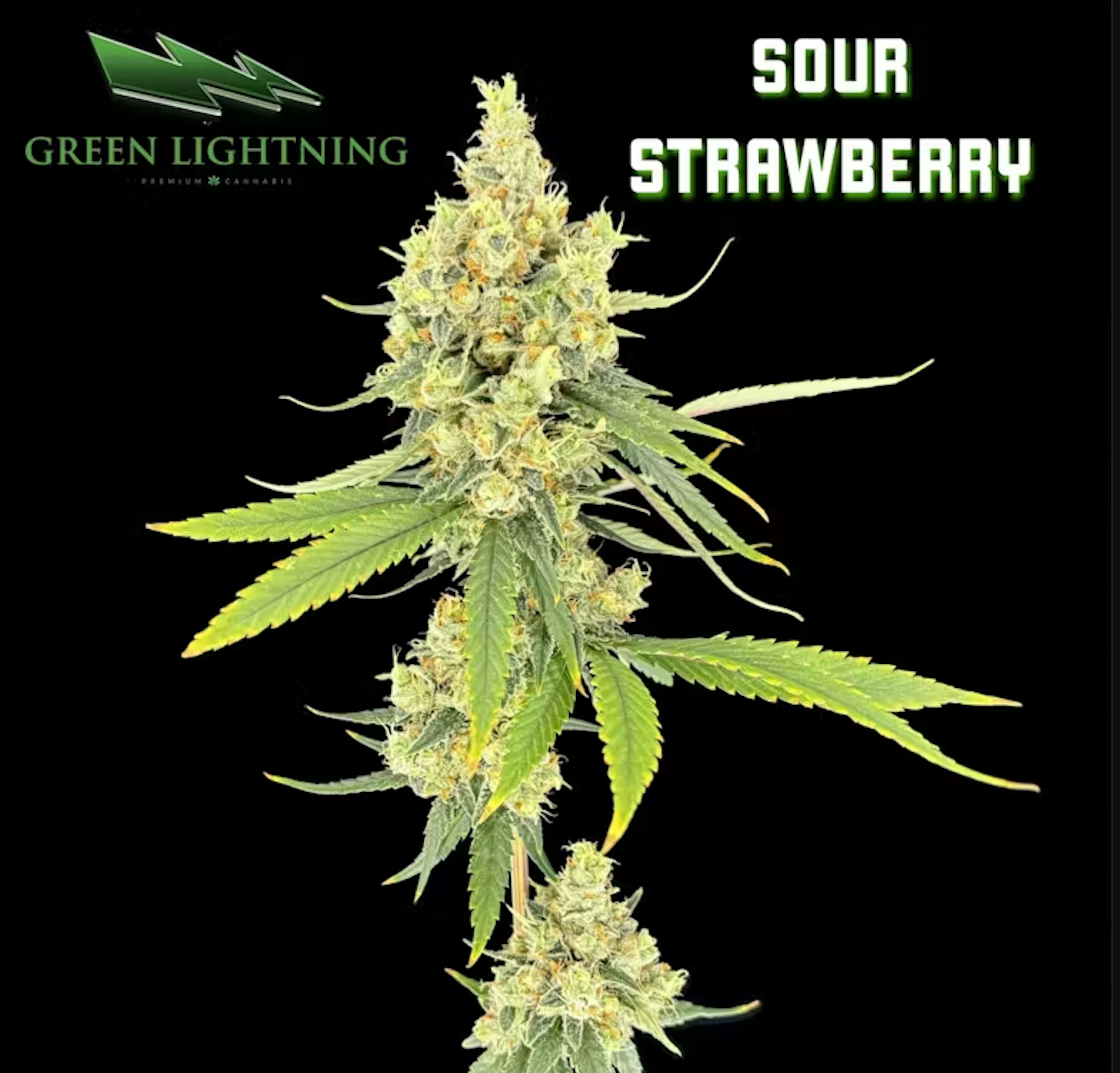 Image of SOUR STRAWBERRY | SMALLS | 7G