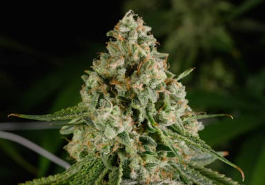 RUNTZ | 3.5G | FLOWER