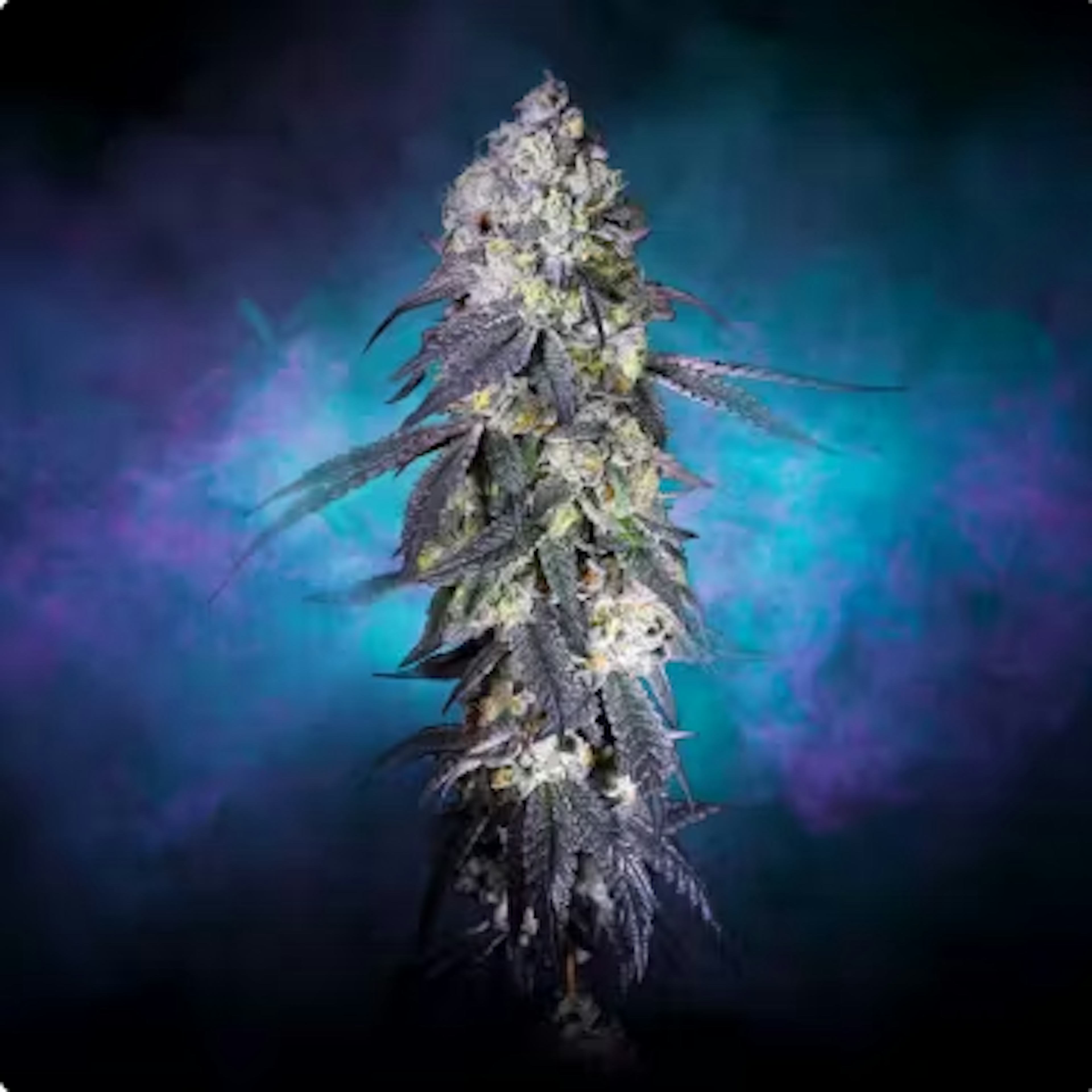 Image of FROZEN MARGARITA | 7G | MIXED BUDS