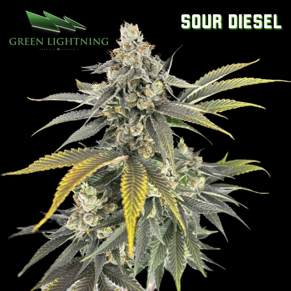 SOUR DIESEL | 3.5G | FLOWER - 3.5g | Flower | GREEN LIGHTNING