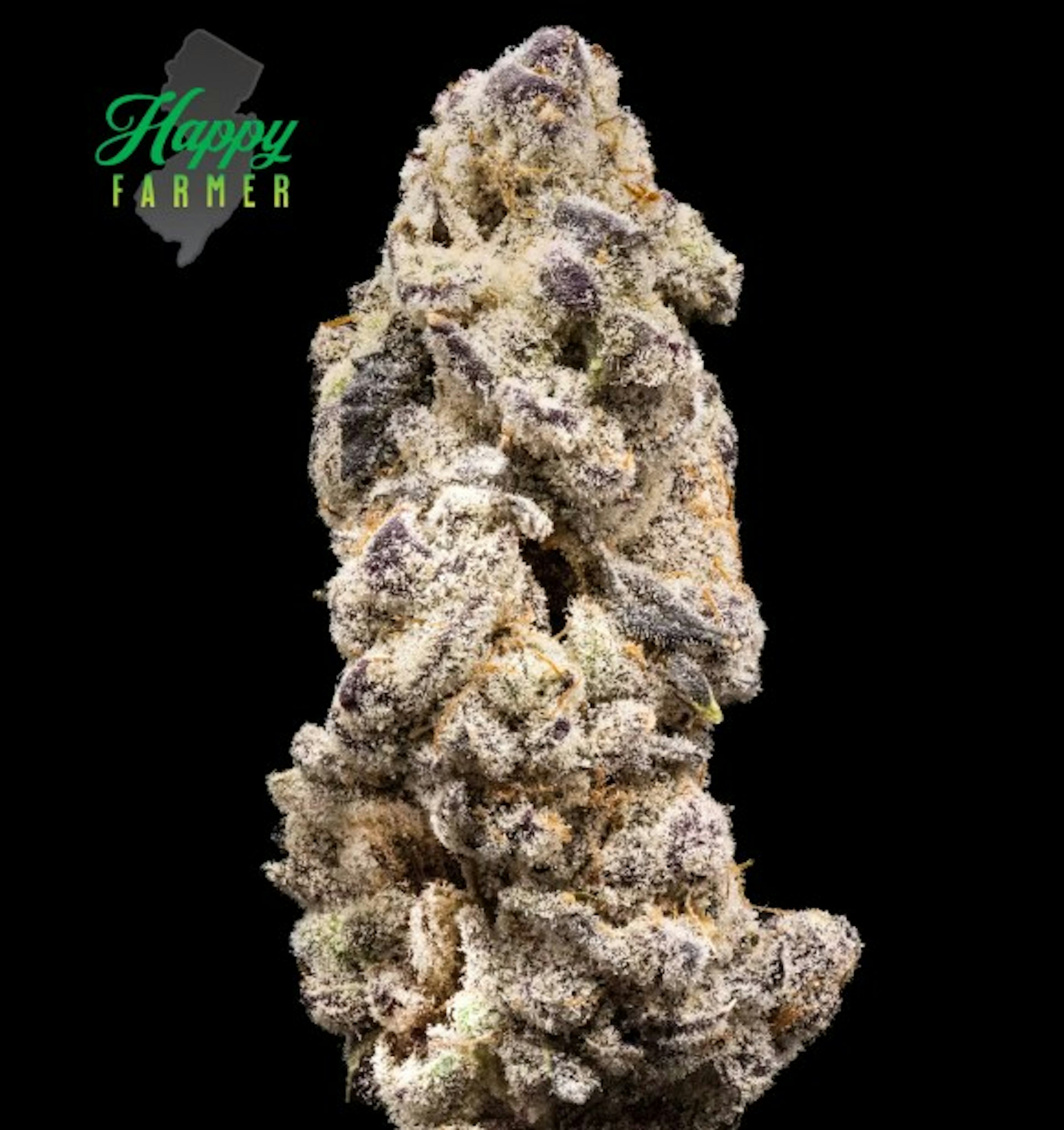 Image of BOSTON RUNTZ | 3.5G