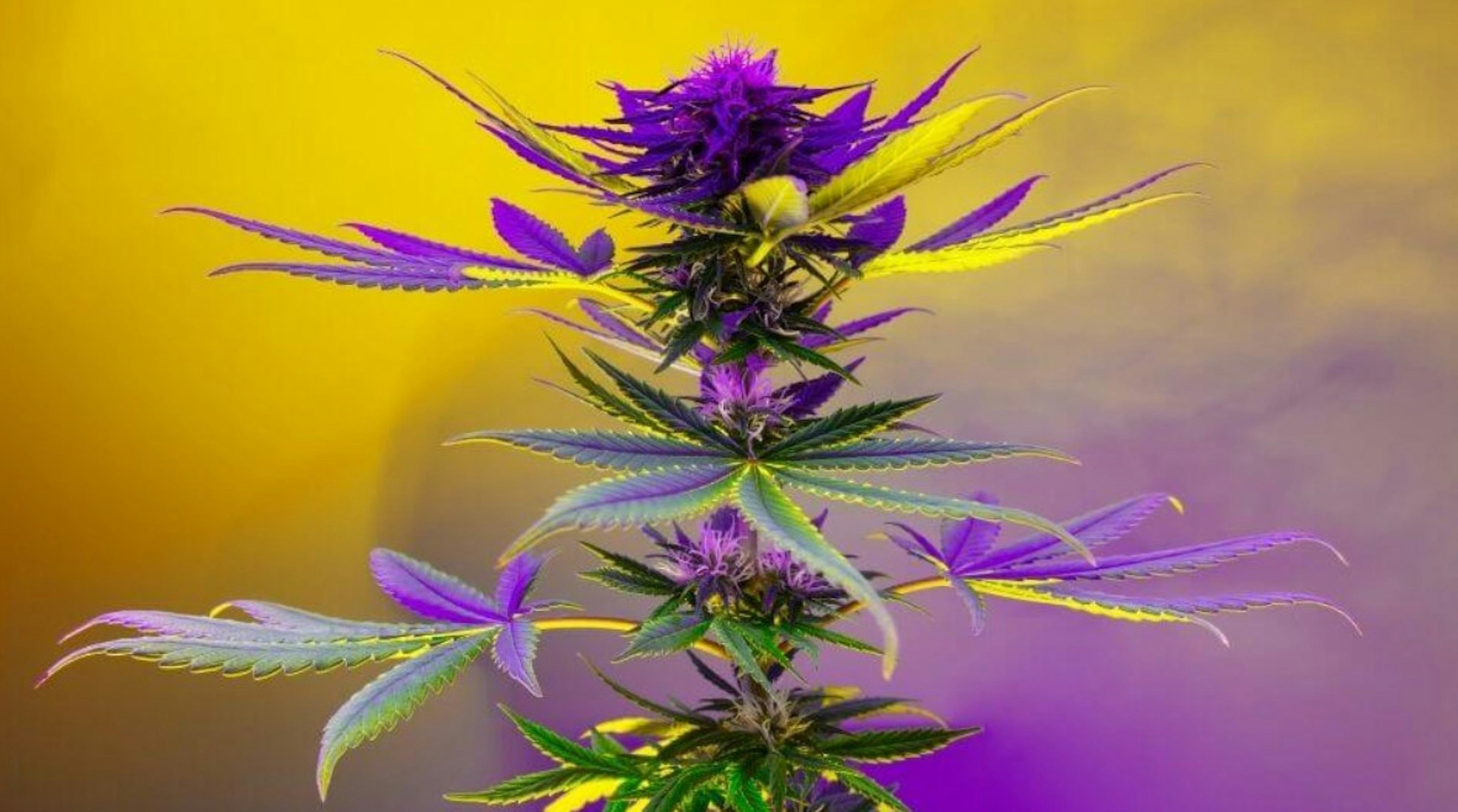 Image of GAZZURPLE | 7G | POPCORN