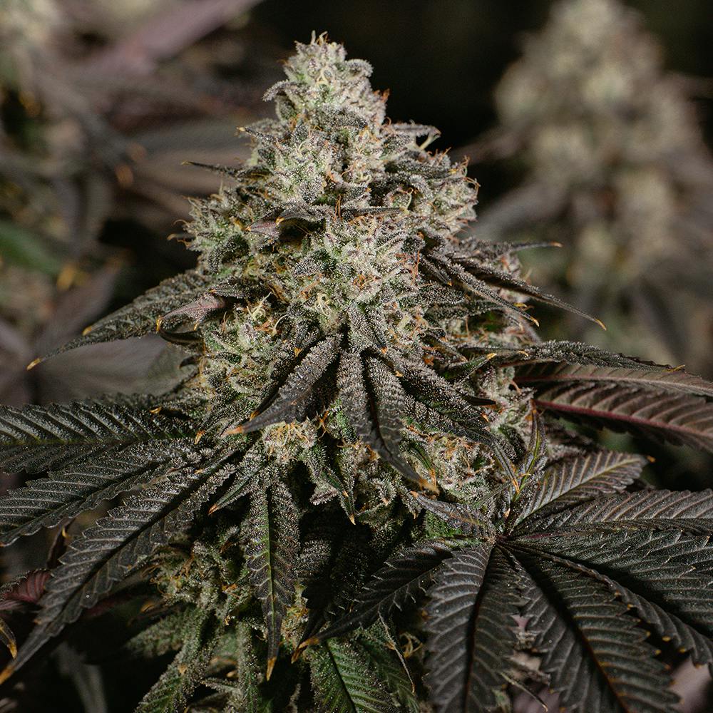 GOGURTZ | 3.5G | FLOWER