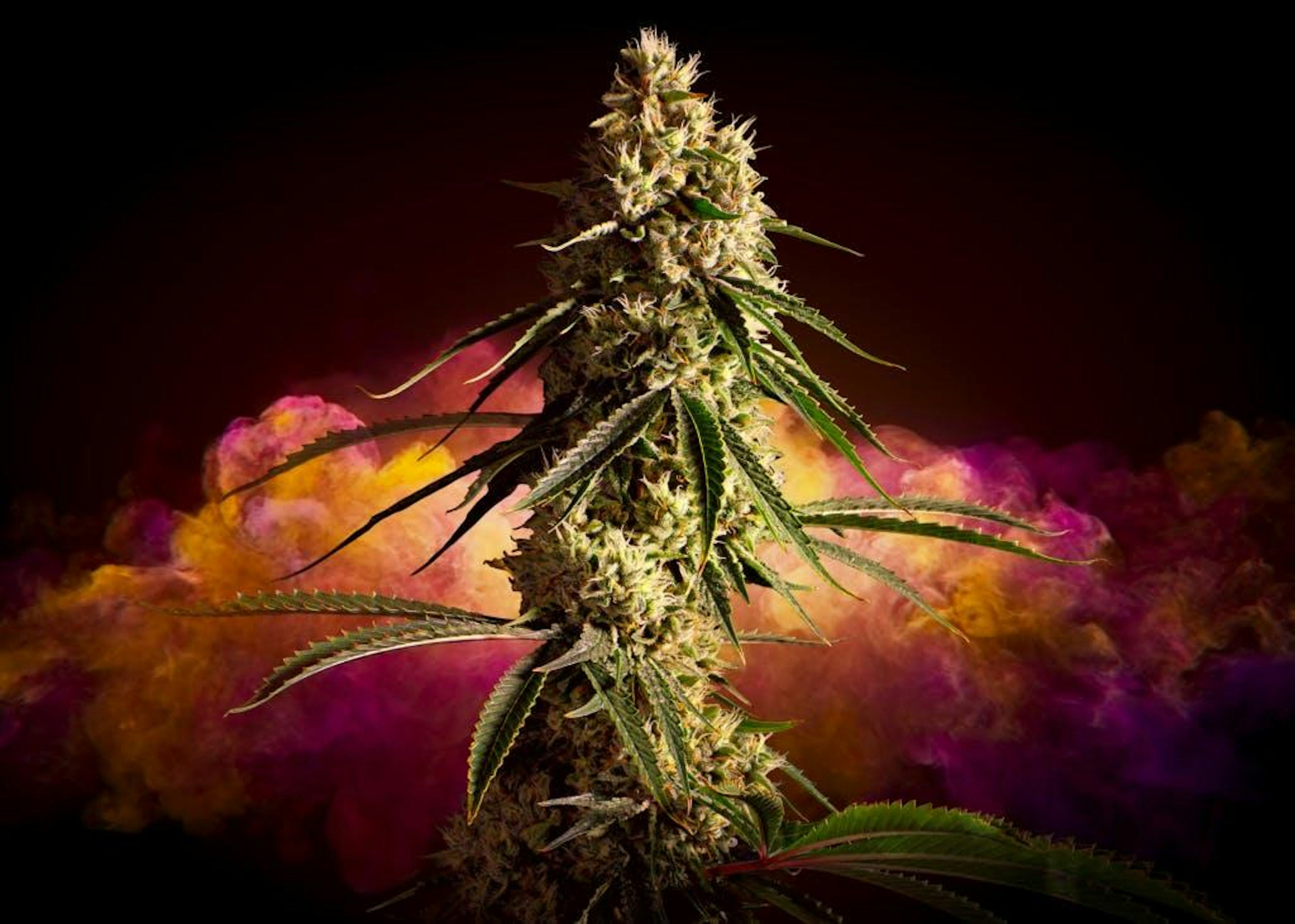 Image of DURBAN Z | 3.5G