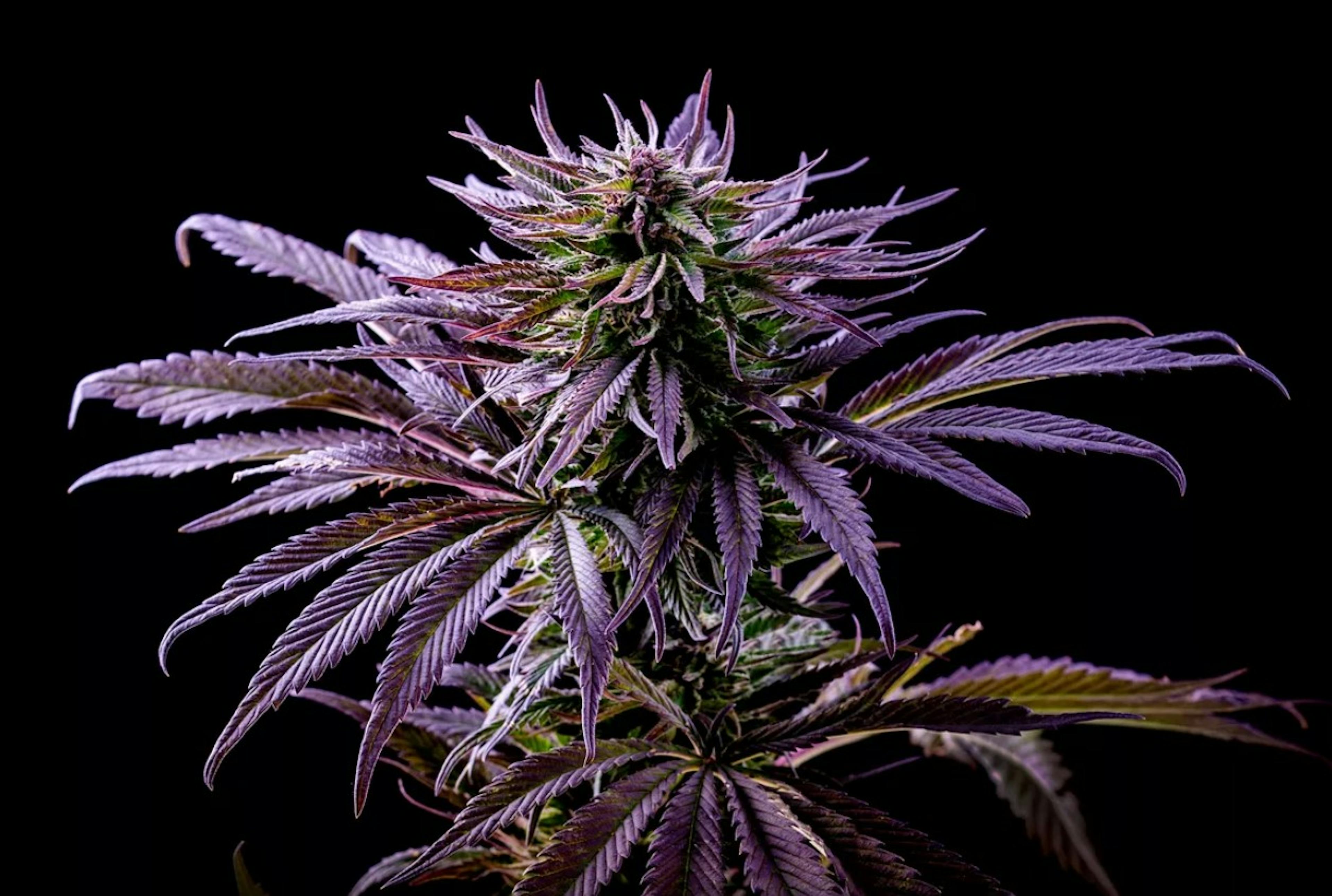 Image of CHEDDAR CHEEZE | POPCORN BUDS | 7G