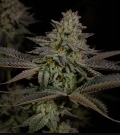 SWAMP WATER FUMEZ | 3.5G