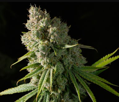 CHEM SCOUT '87 | 3.5G