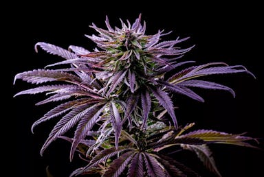 CHEDDAR CHEEZE | 3.5G