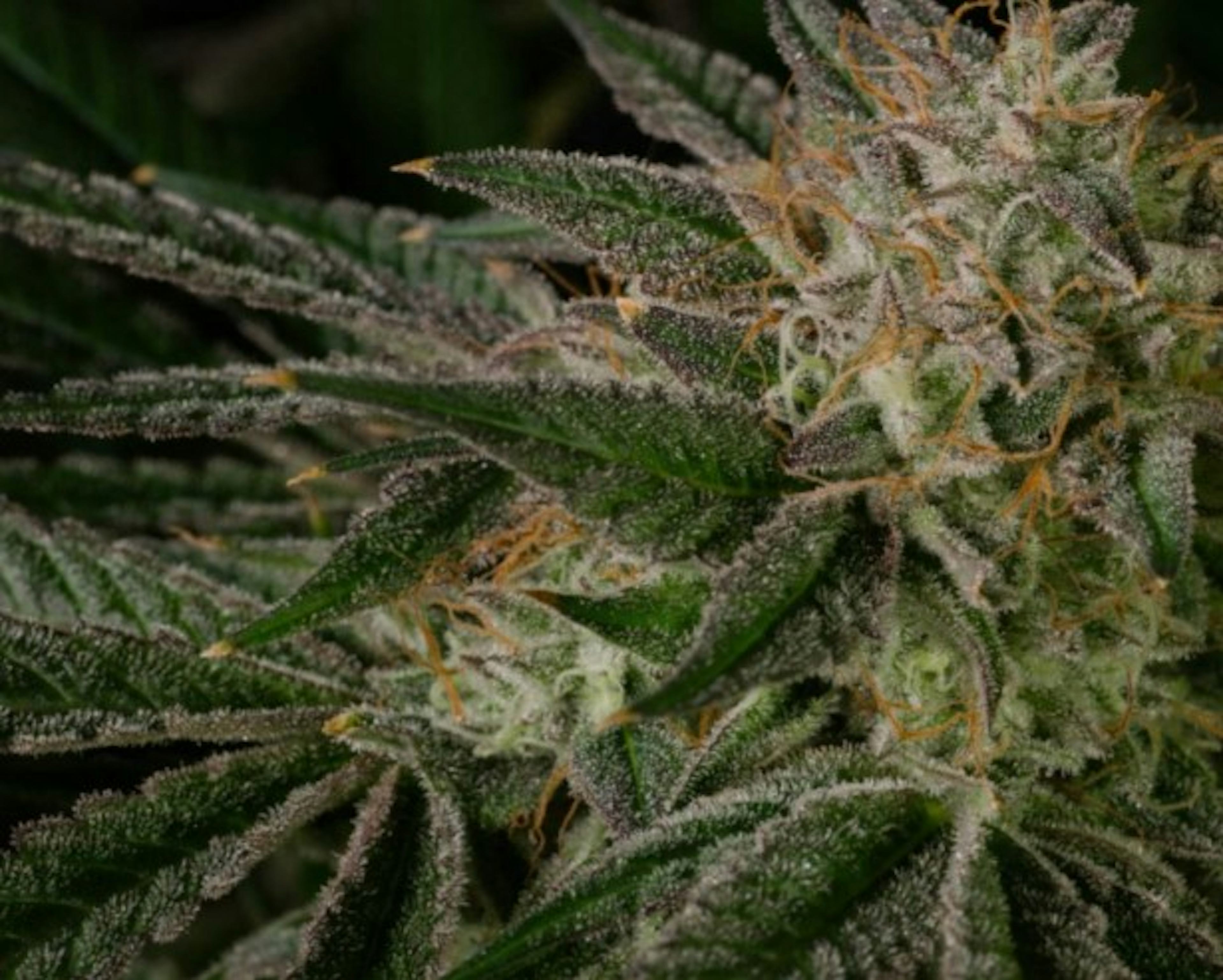 Image of KOSHER KUSH | 3.5G