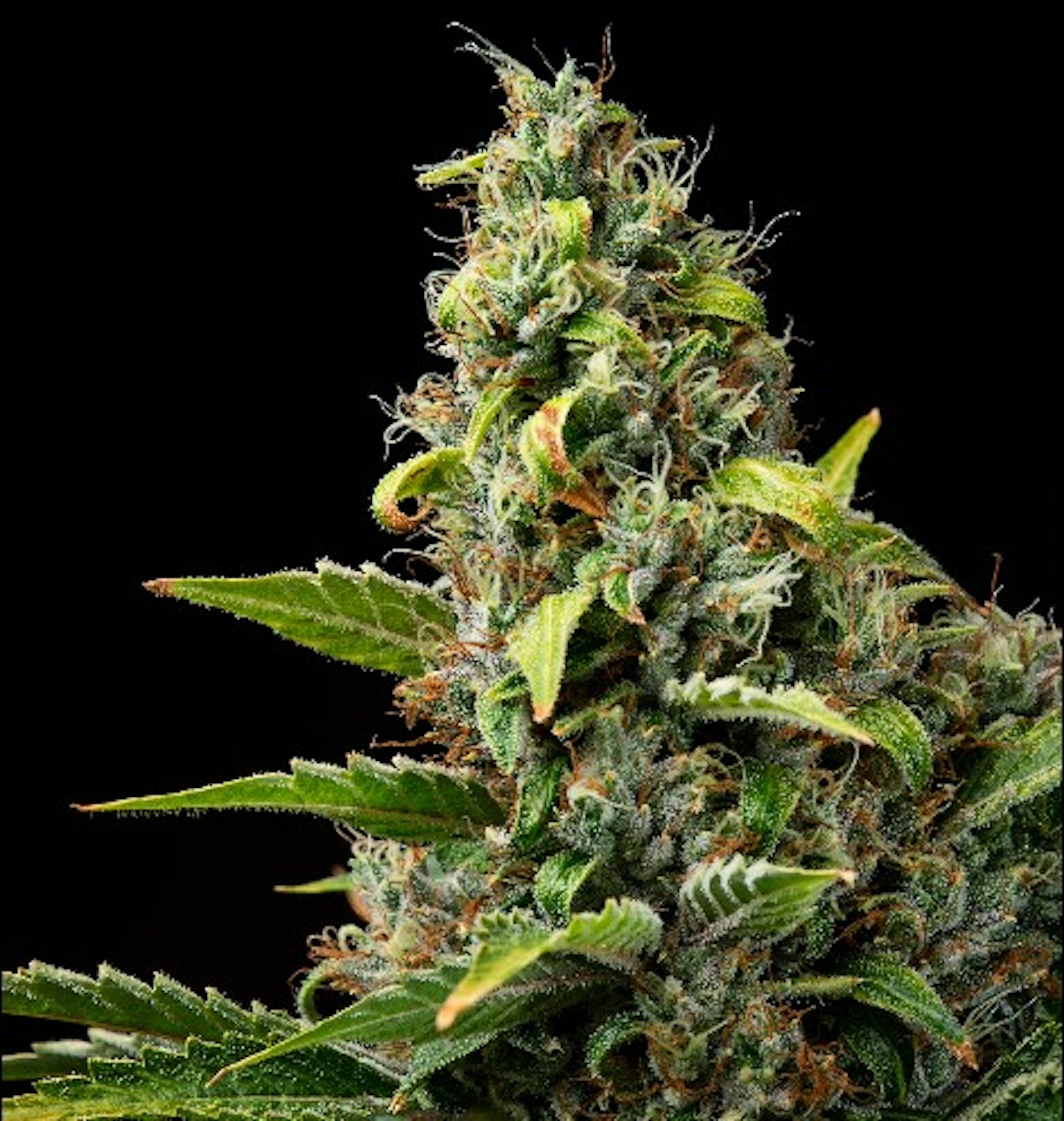 Image of TANGERINE HAZE | 7G