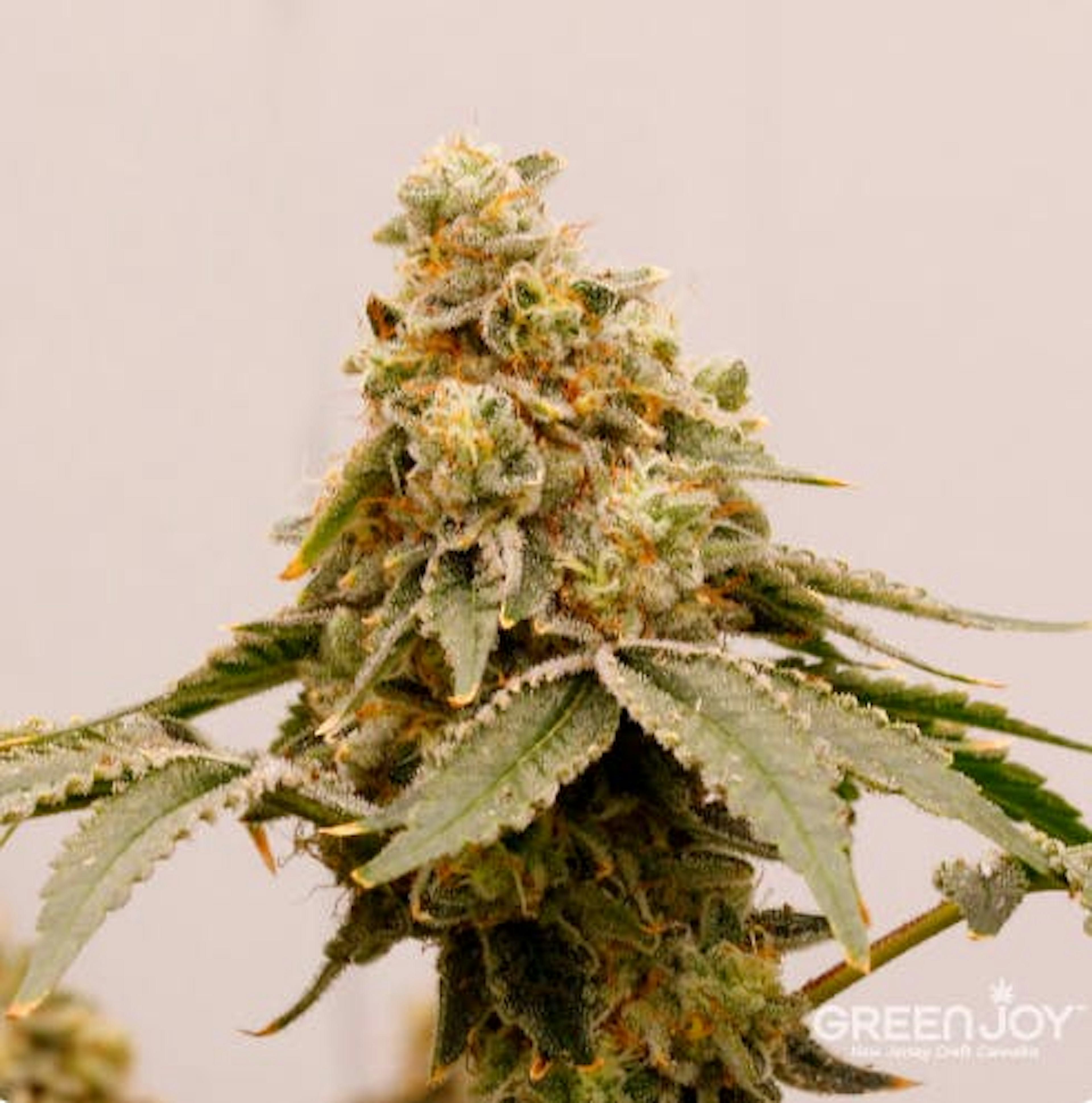 Image of CREAMSICLE ZKITTLEZ CAKE | 3.5G