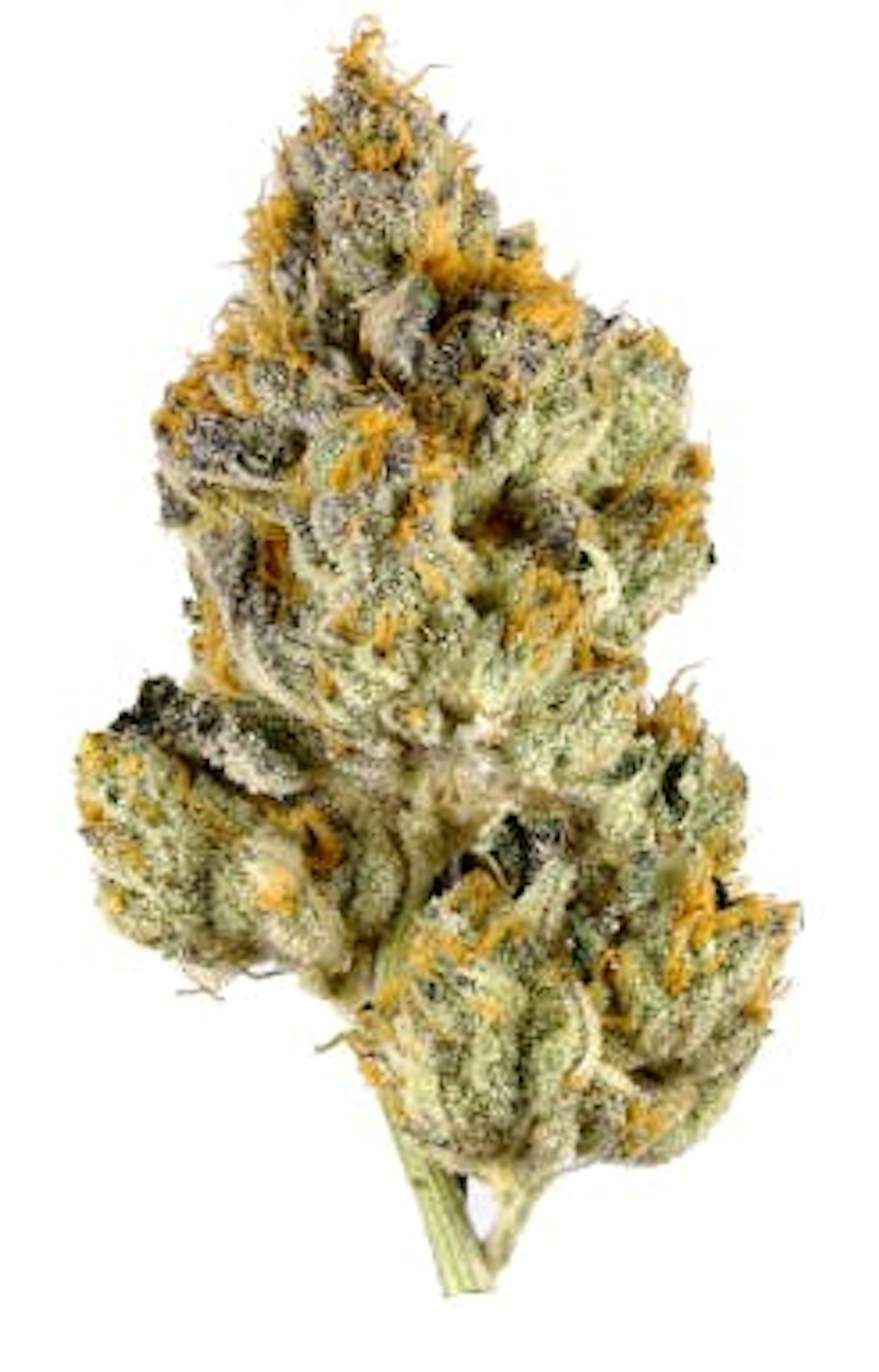 Image of LEMON CHERRY GELATO | 3.5G