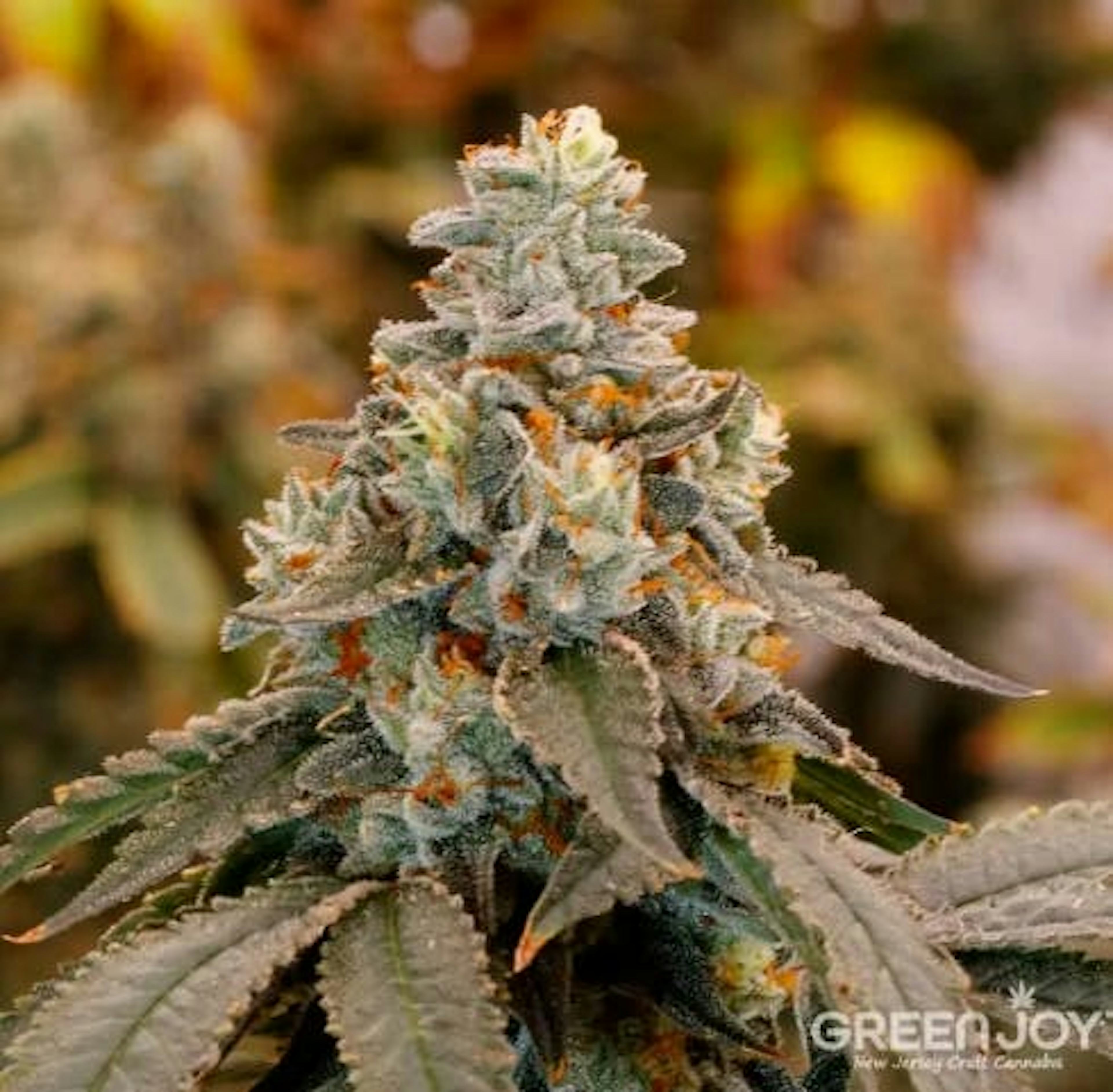 Image of POPSCOTTIE | 3.5G