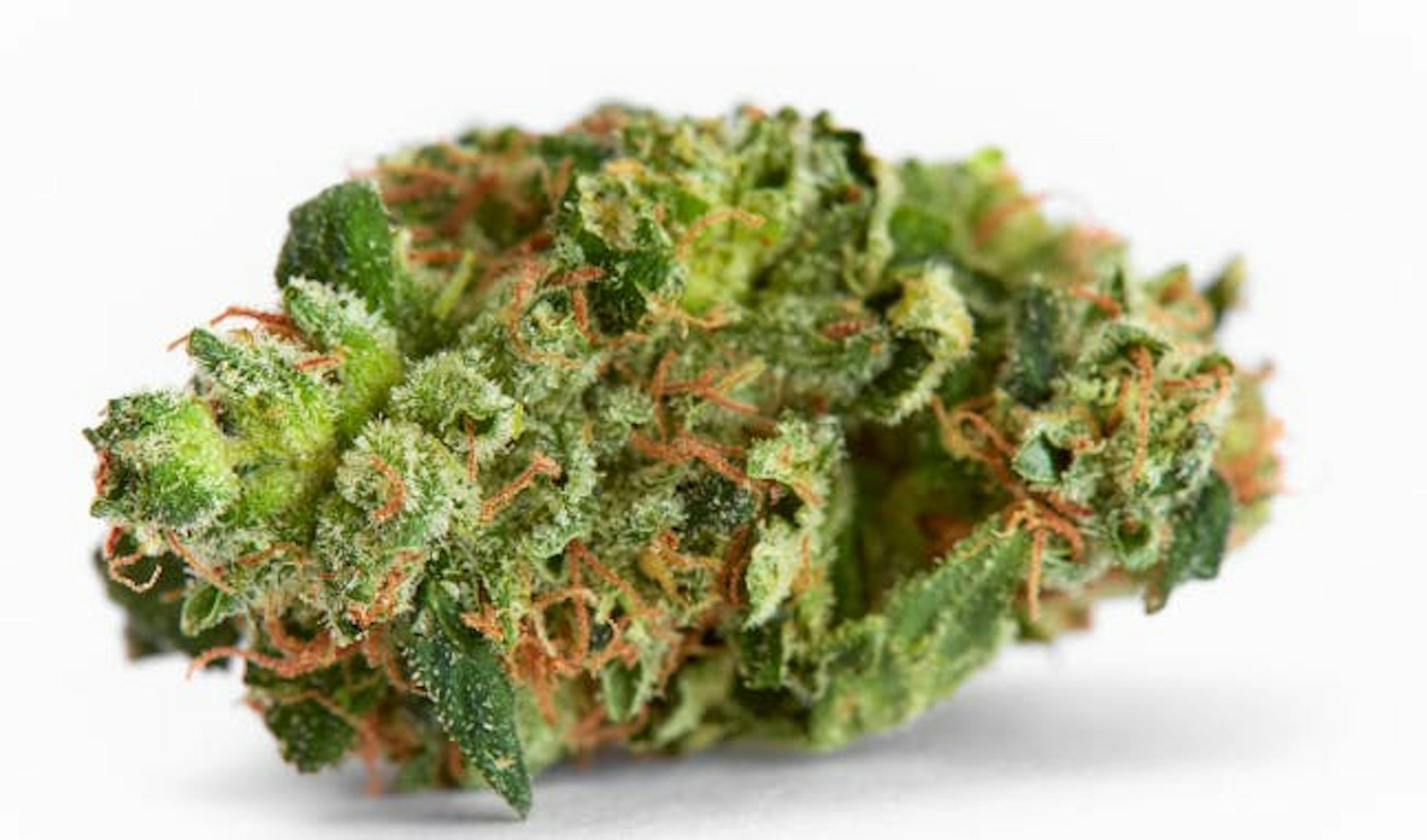 Image of STANK HOUSE | 3.5G