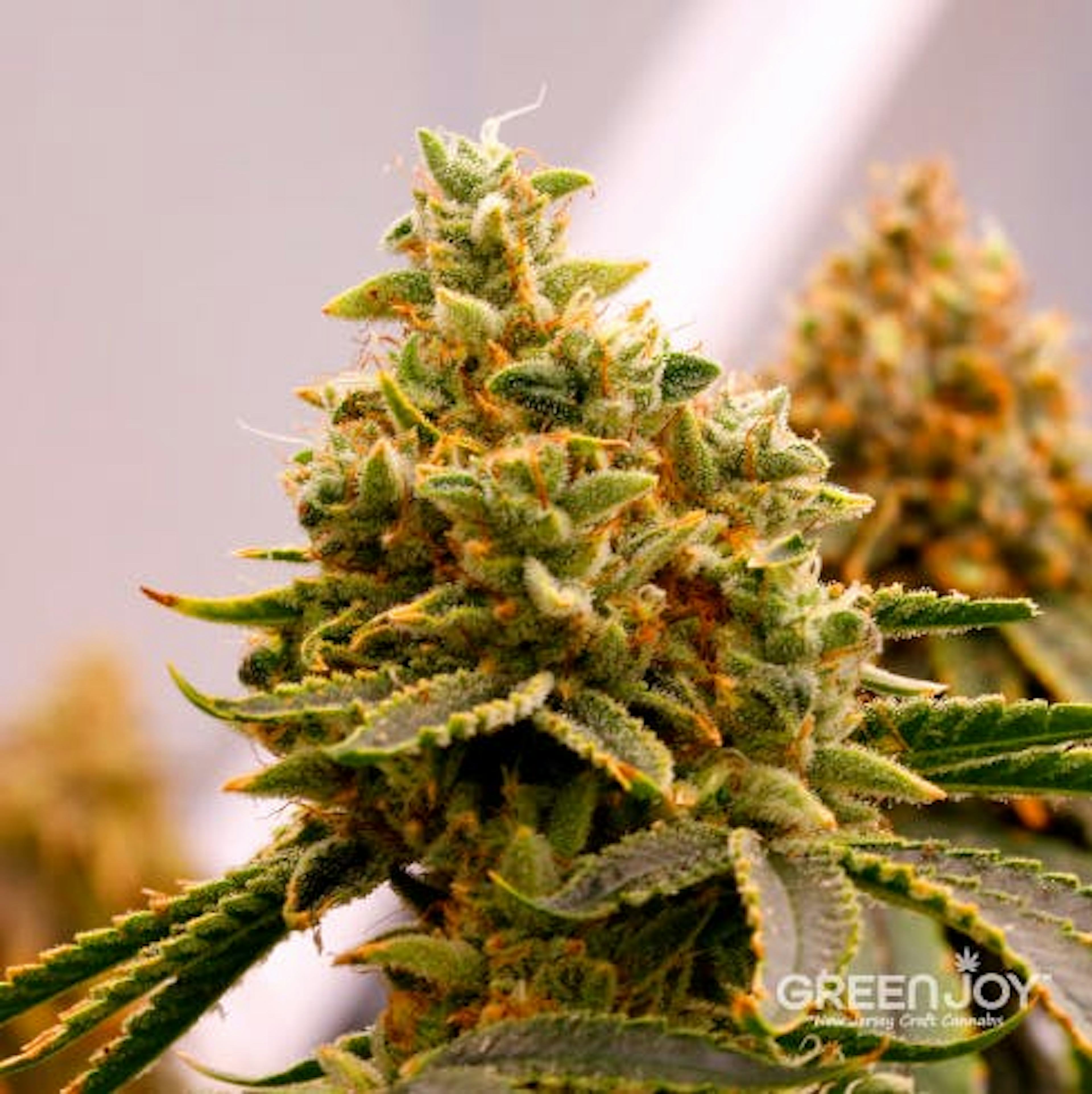 Image of MOUNTAIN TOP MINT | 3.5G