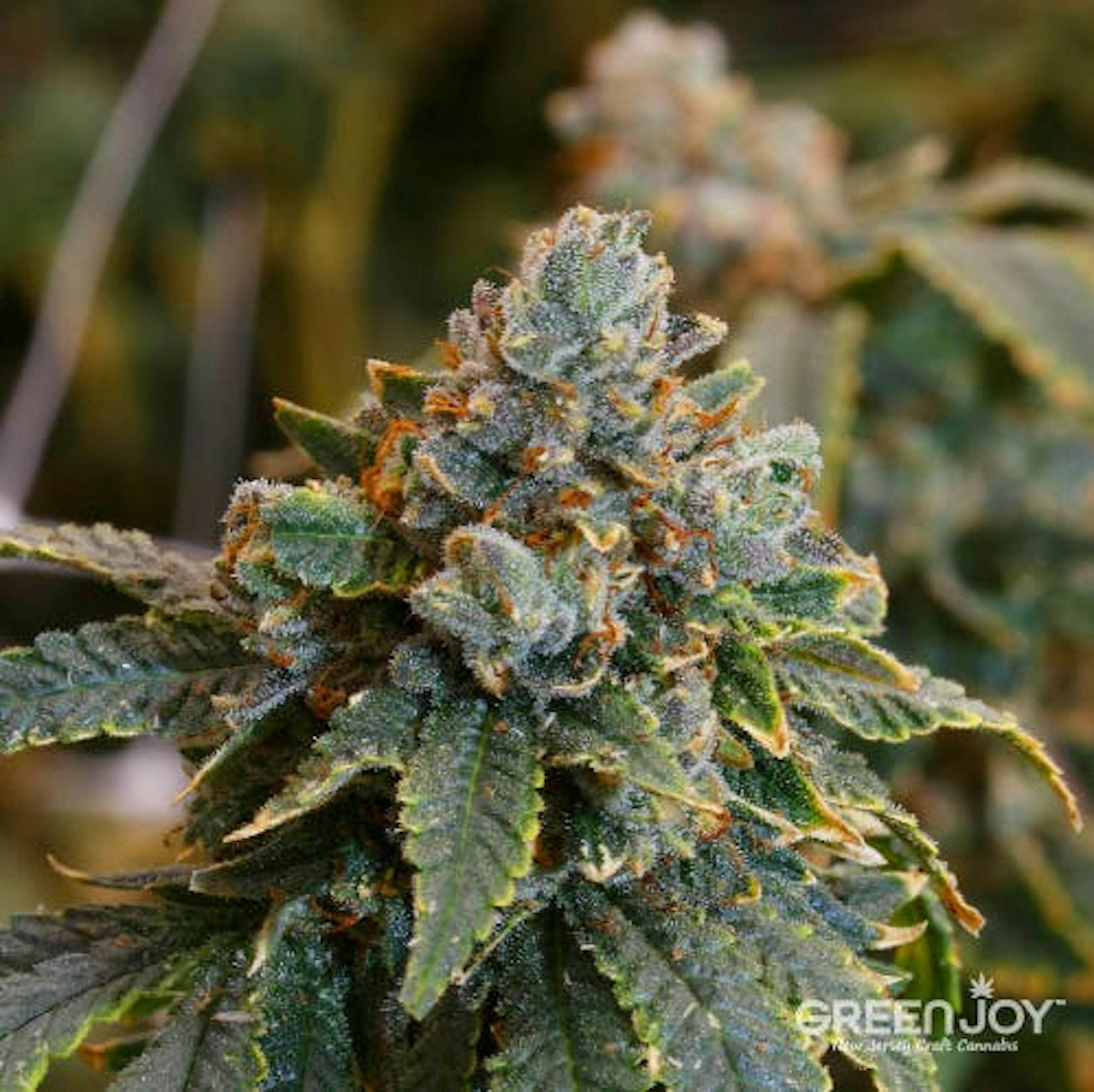 Image of CHERRY COSMO | 3.5G